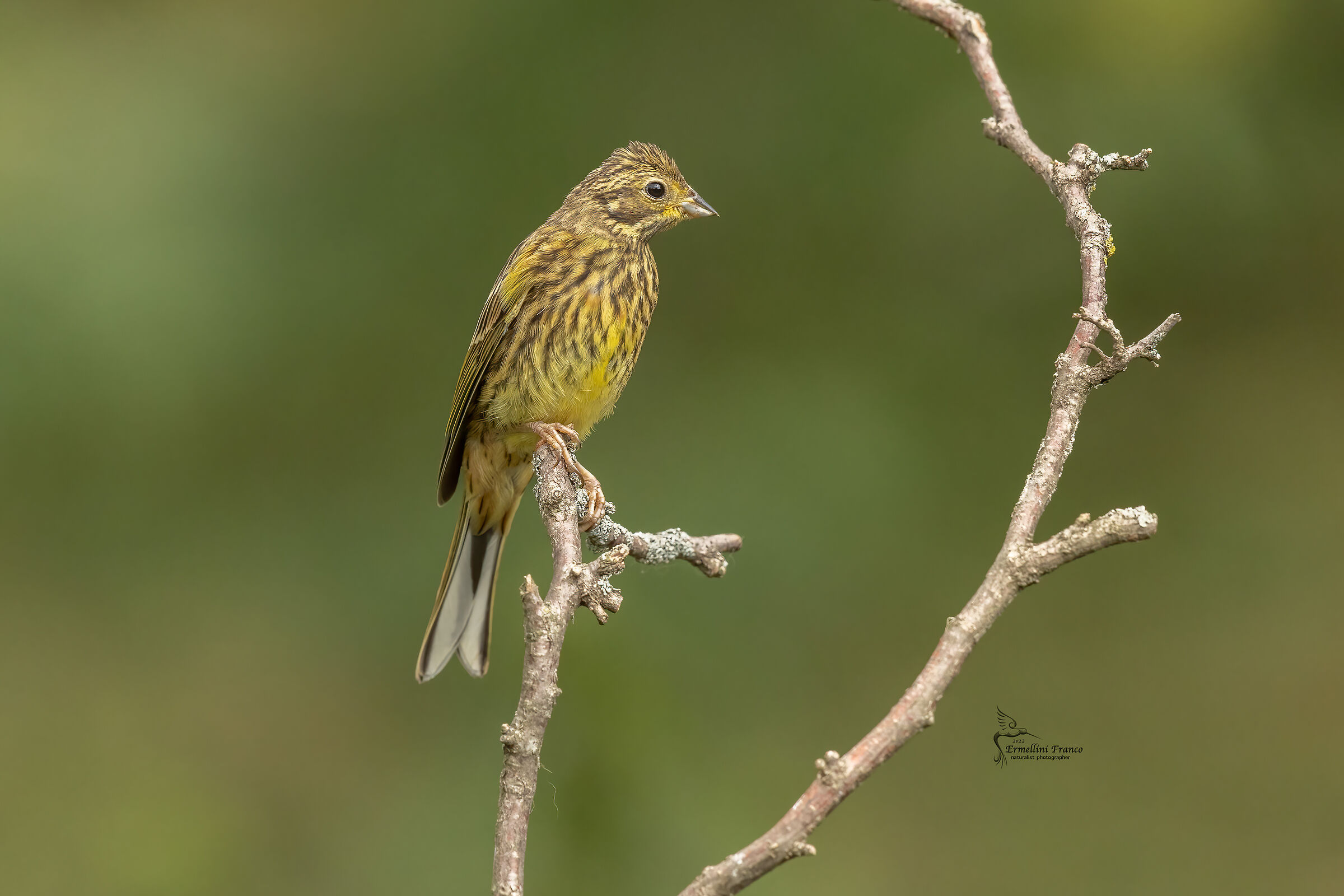 yellowhammer
