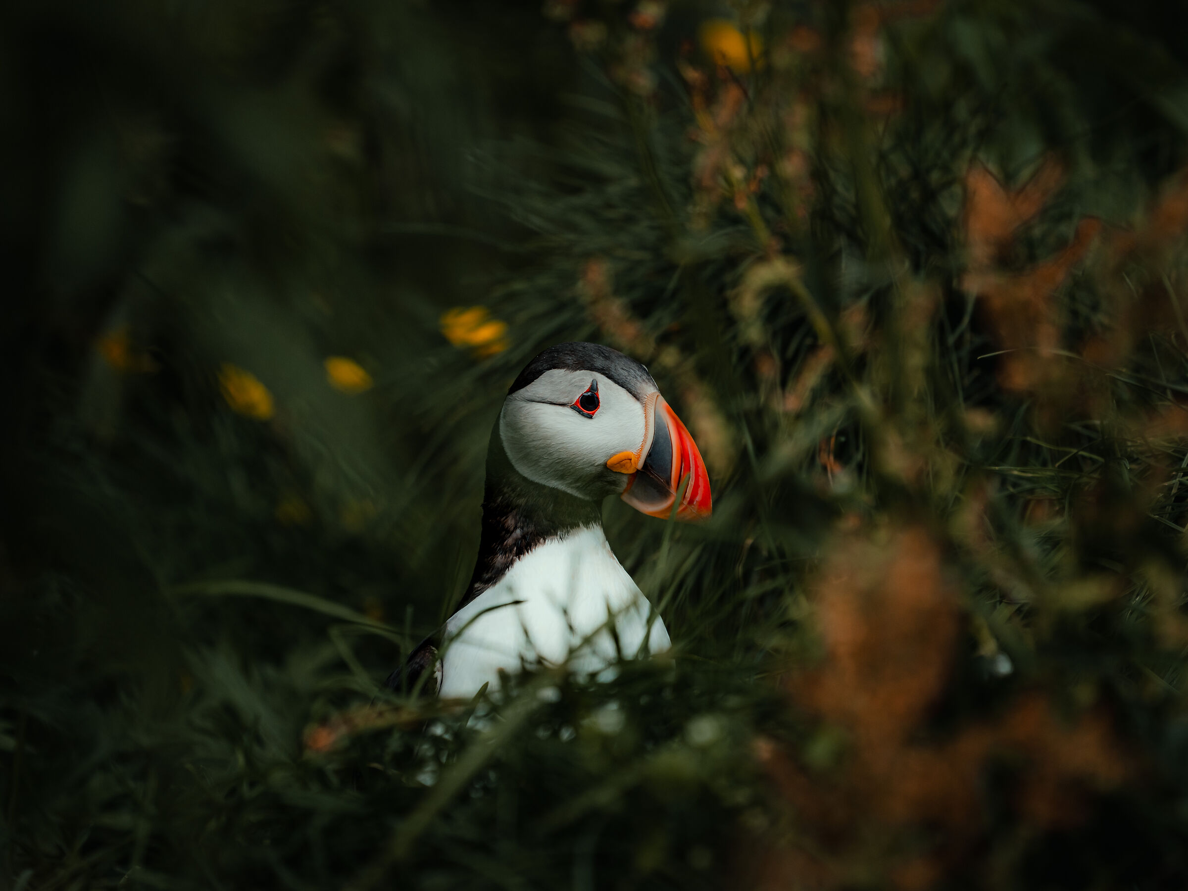 Puffin