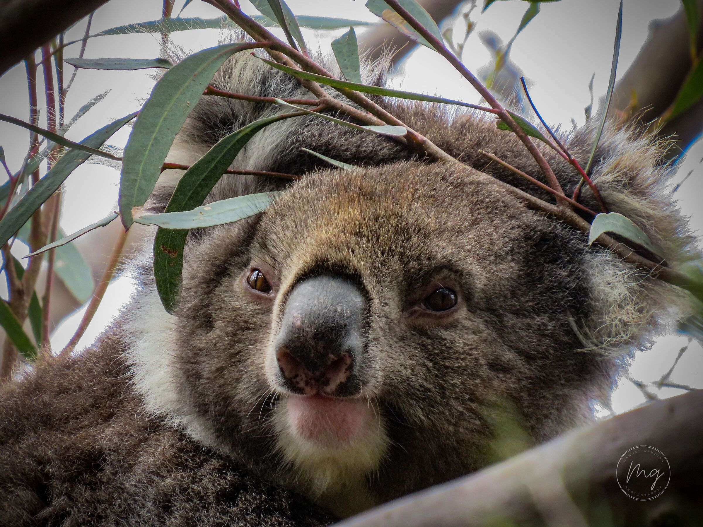 Australian wildlife - Koala