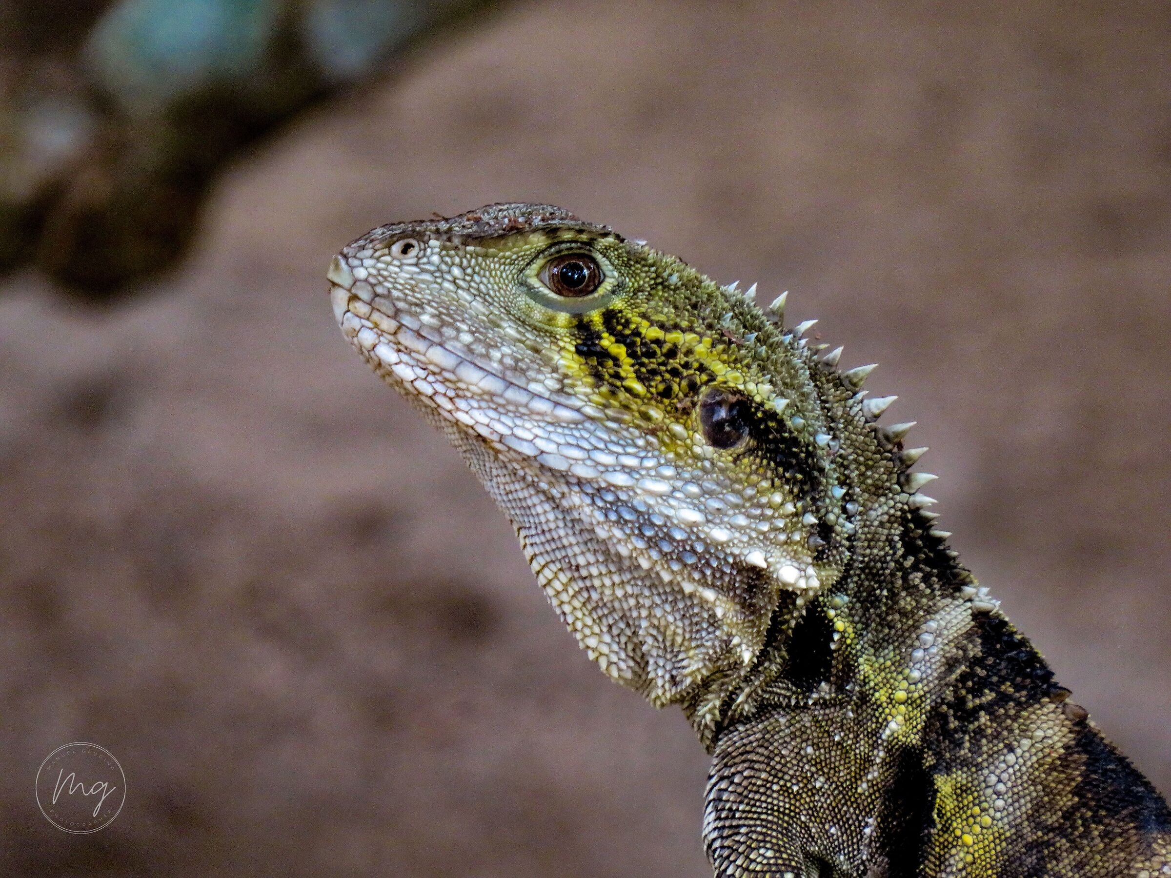 Australian wildlife - Australian Water Dragon