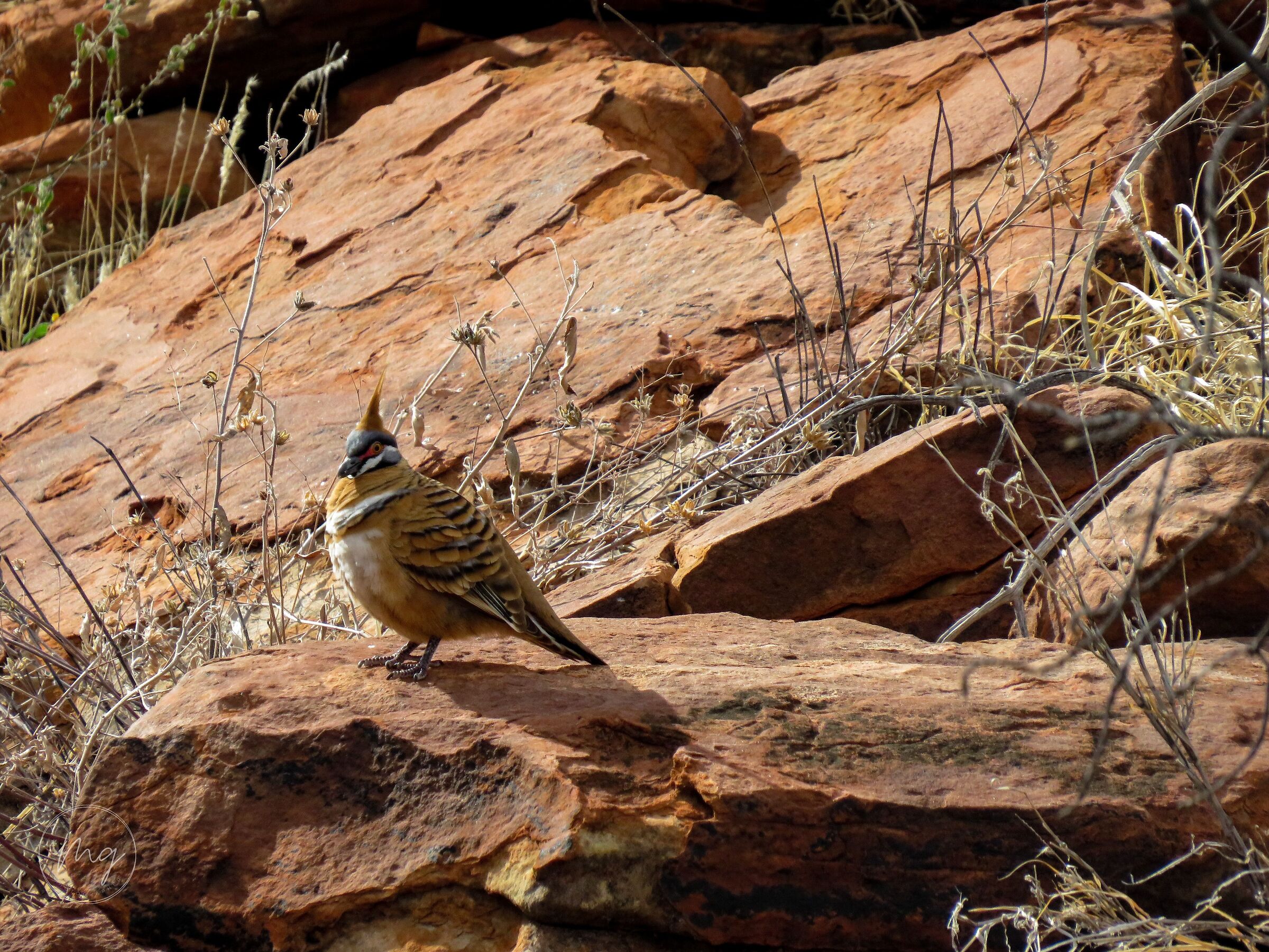 Australian wildlife - Spinifex pigeon
