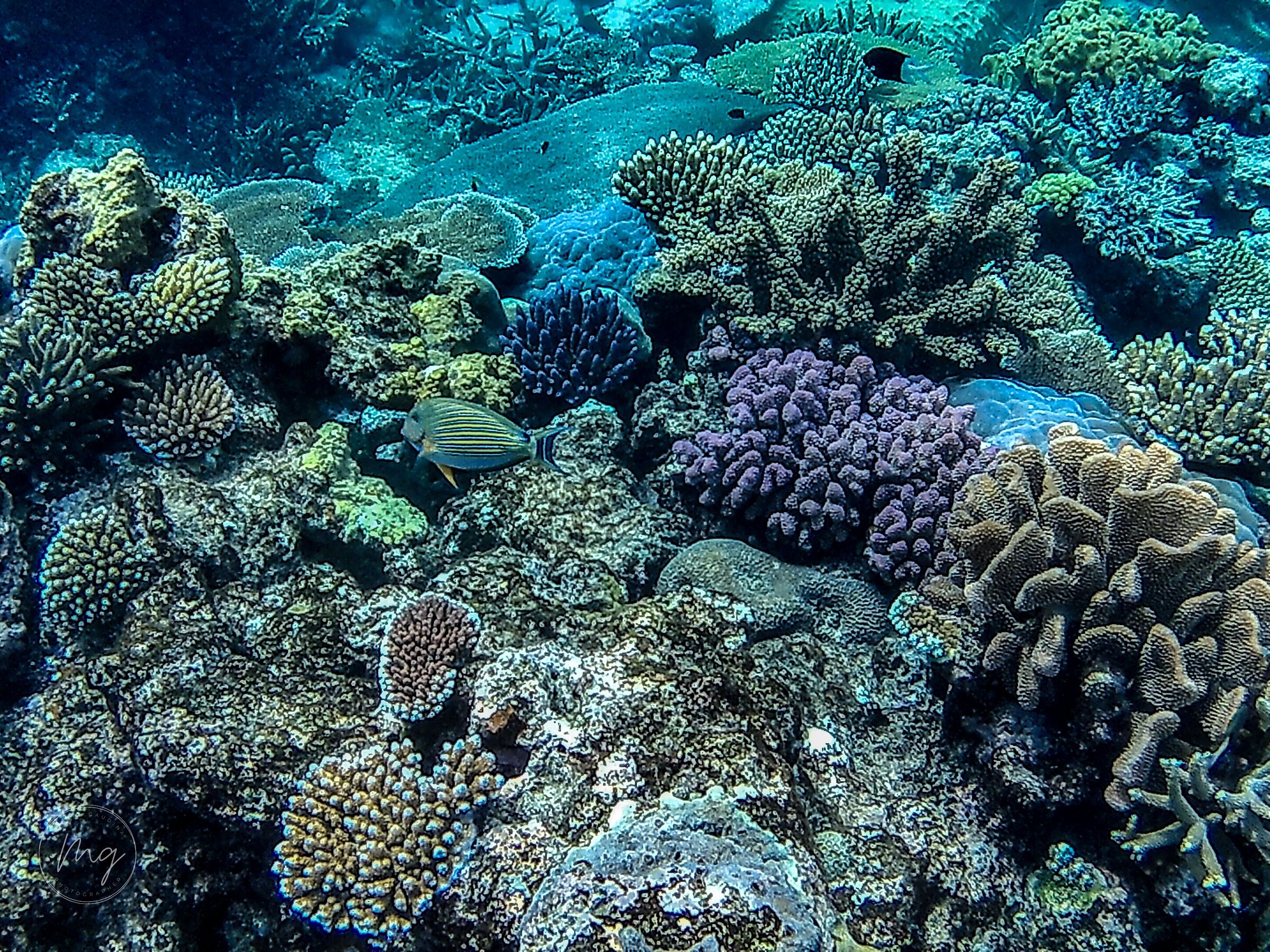 Australian Great Barrier Reef