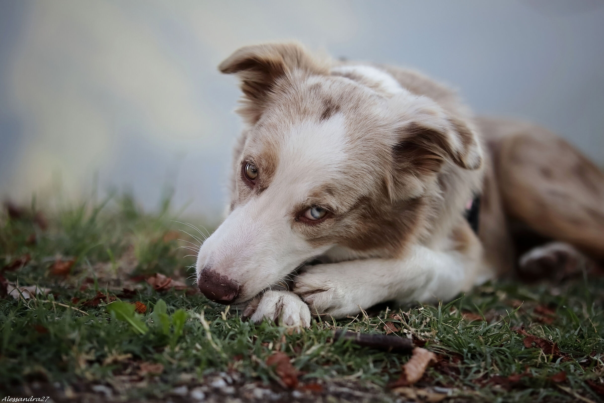 ...adorabile Chloe ...