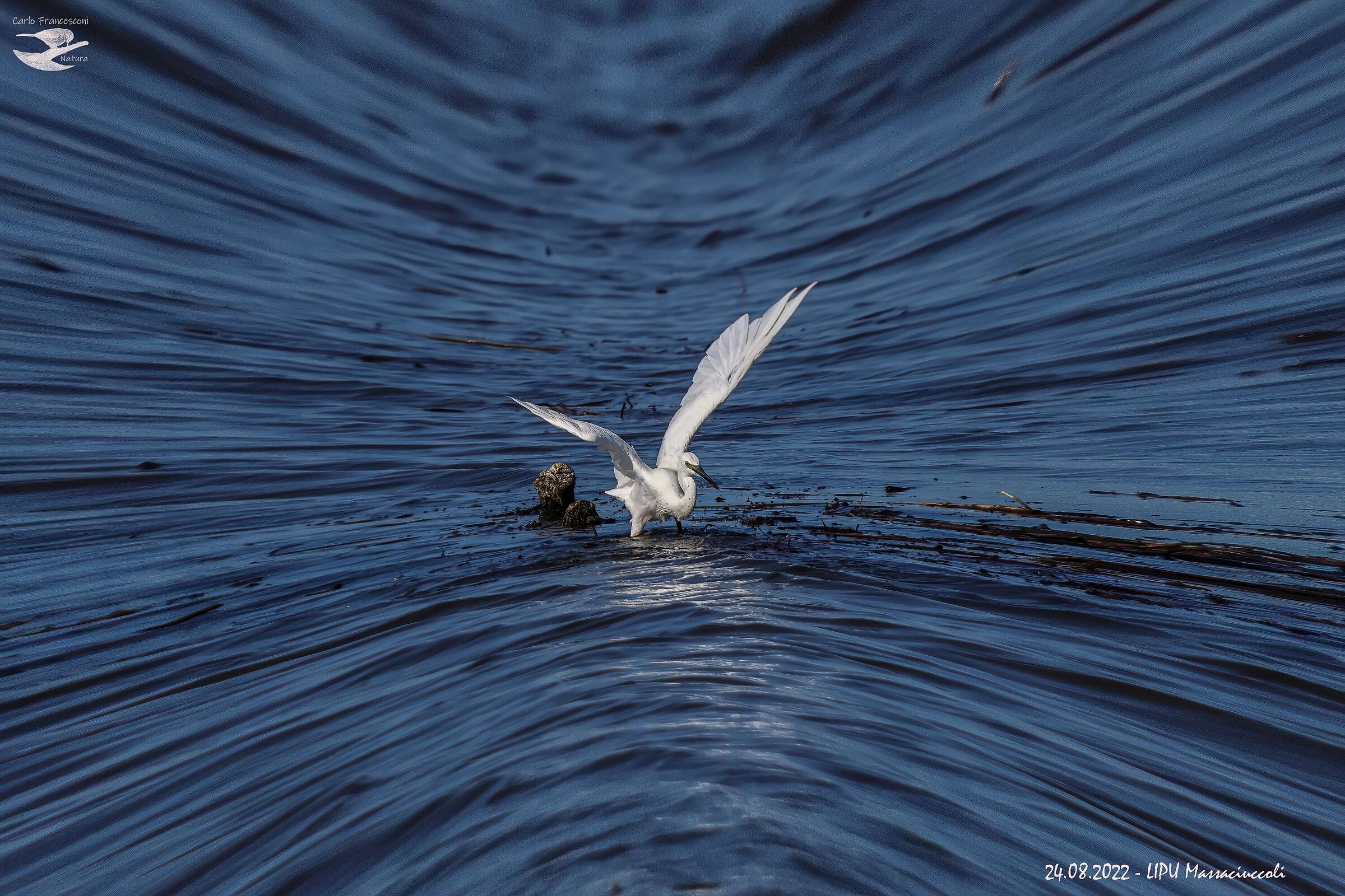 Shock Egret
