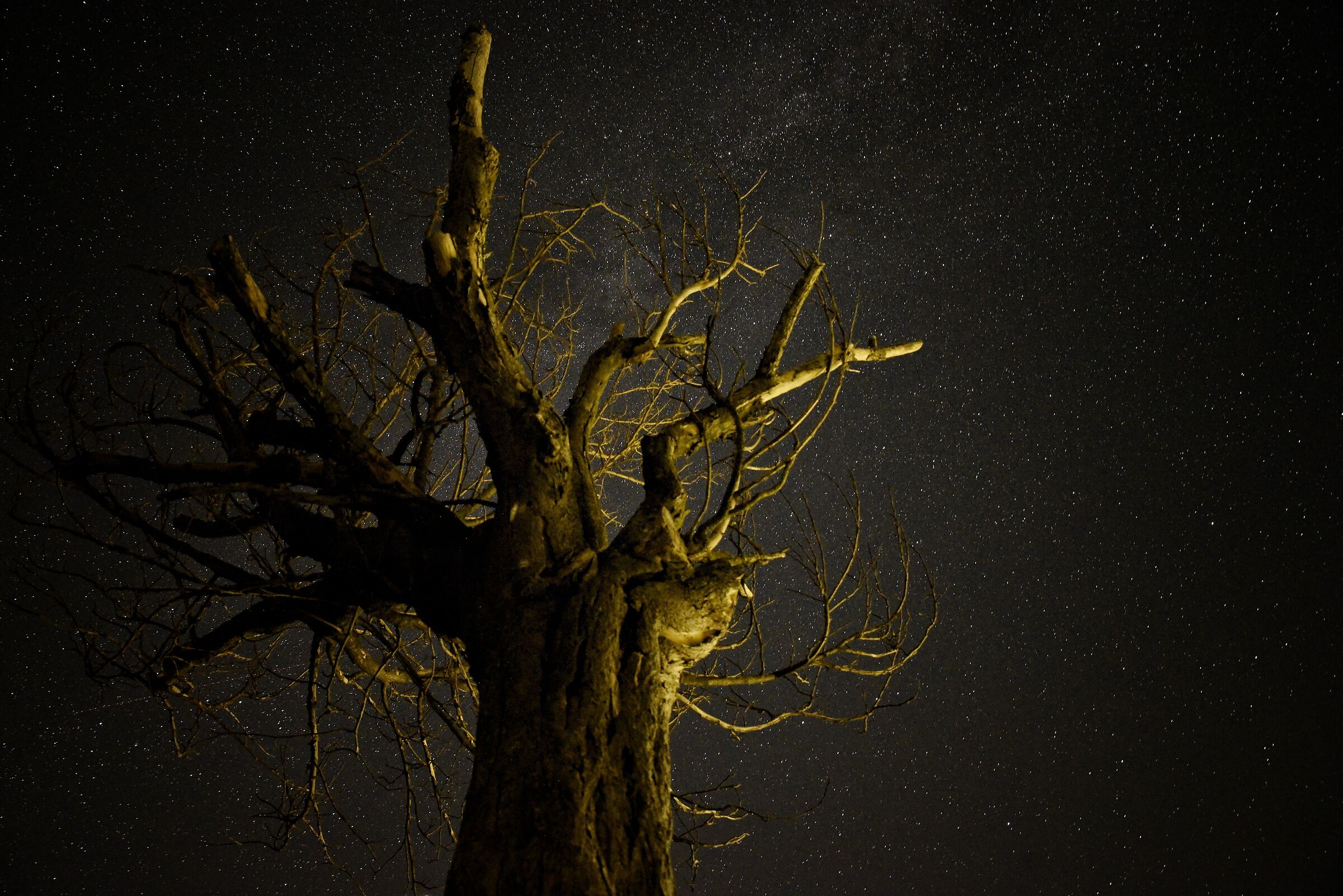 L'albero morto