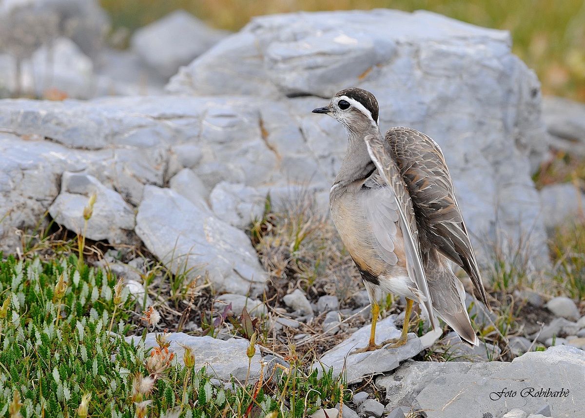 Piviere tortolino....
