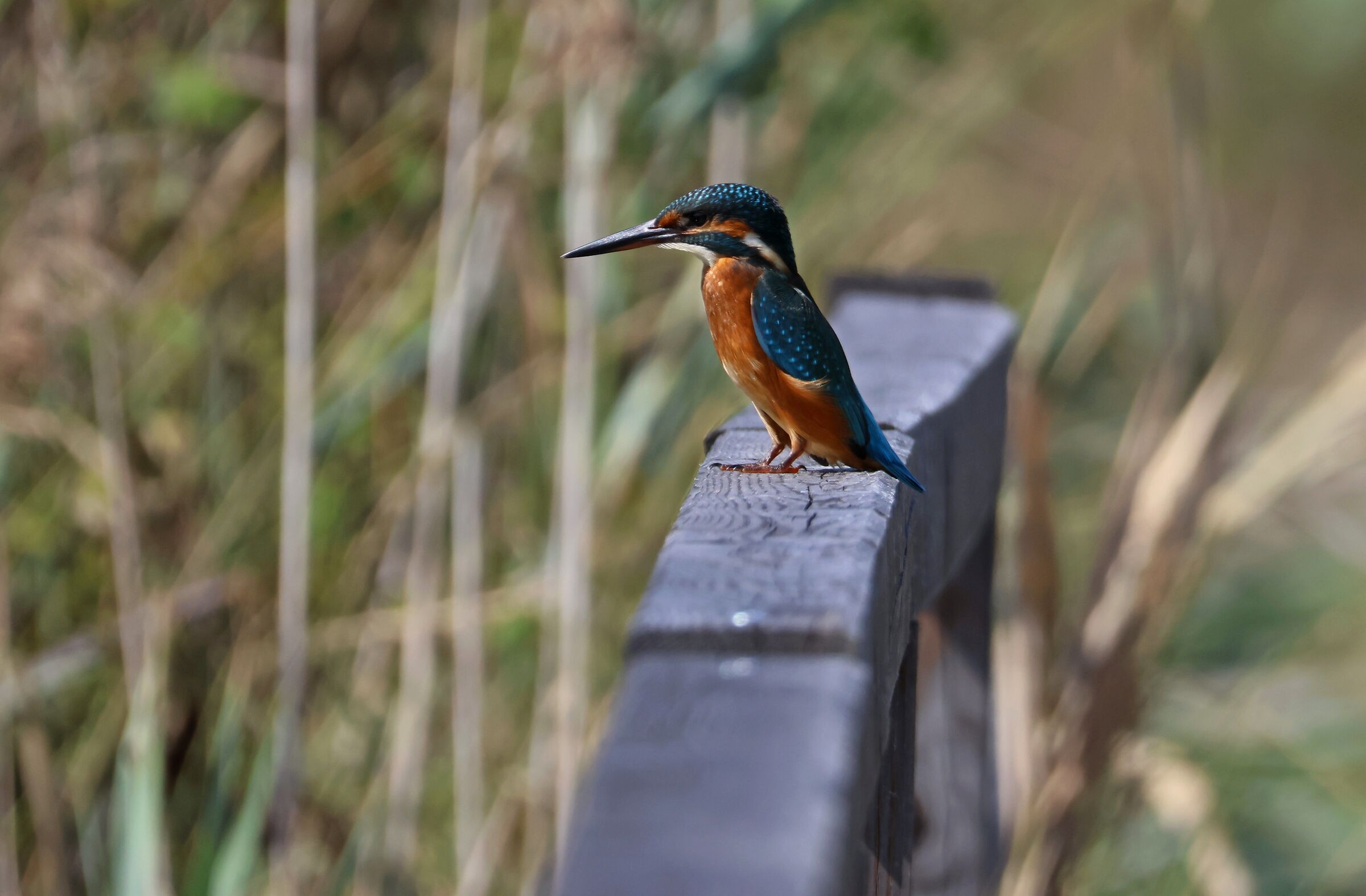 Kingfisher