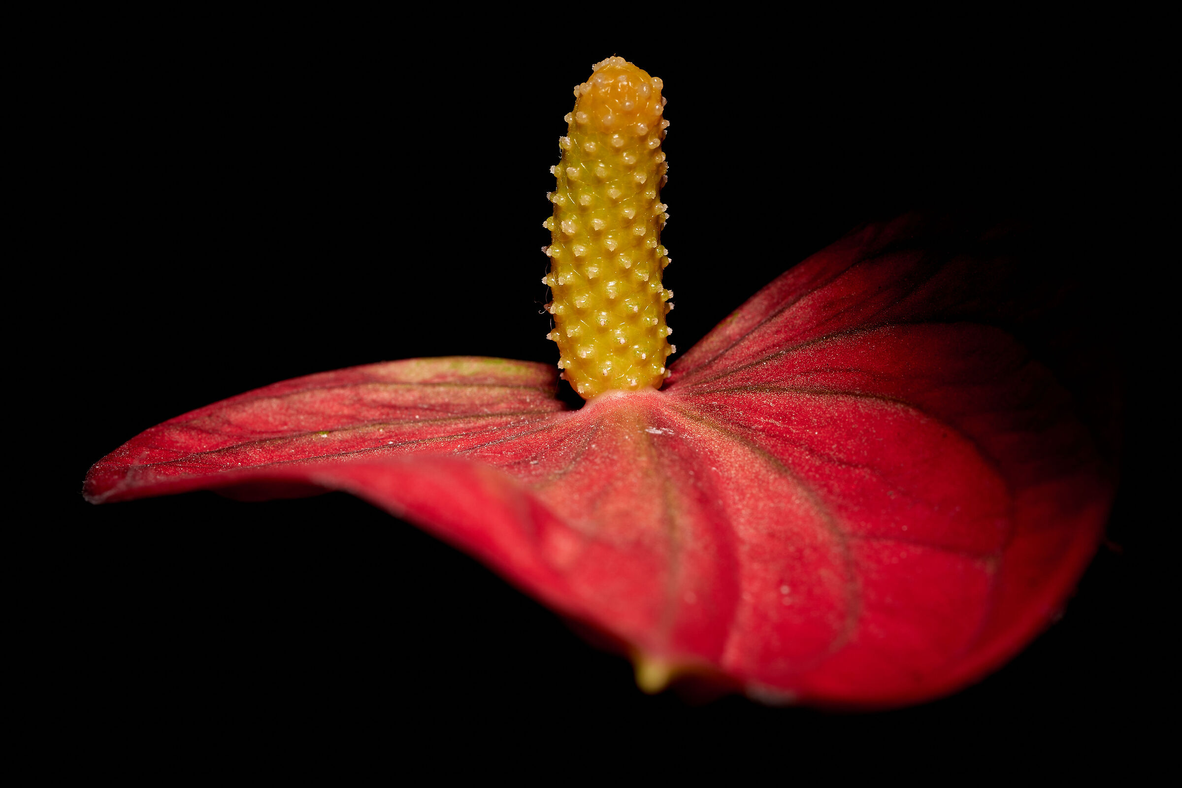 Anthurium andraeanum