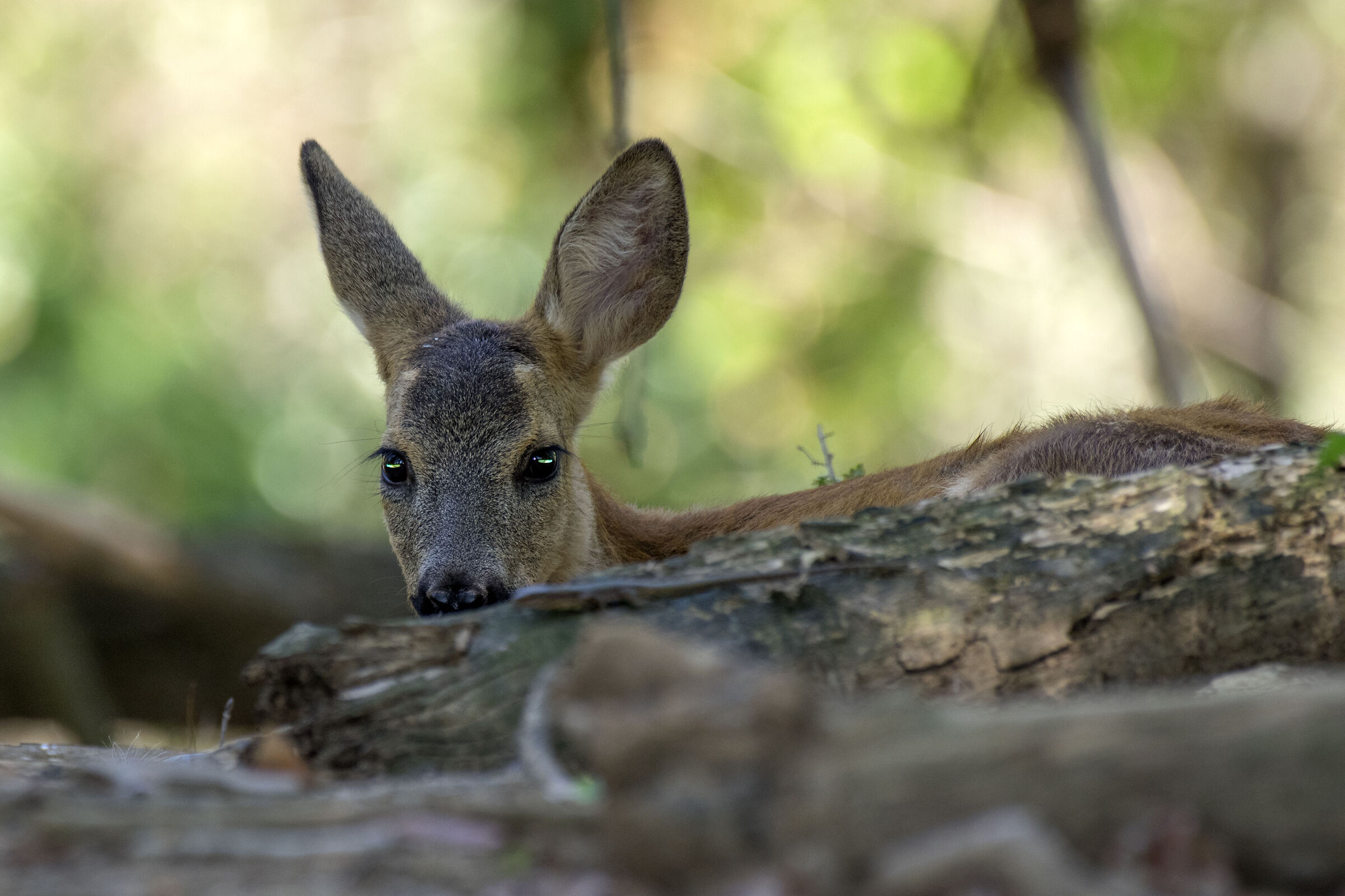 Baby roe deer