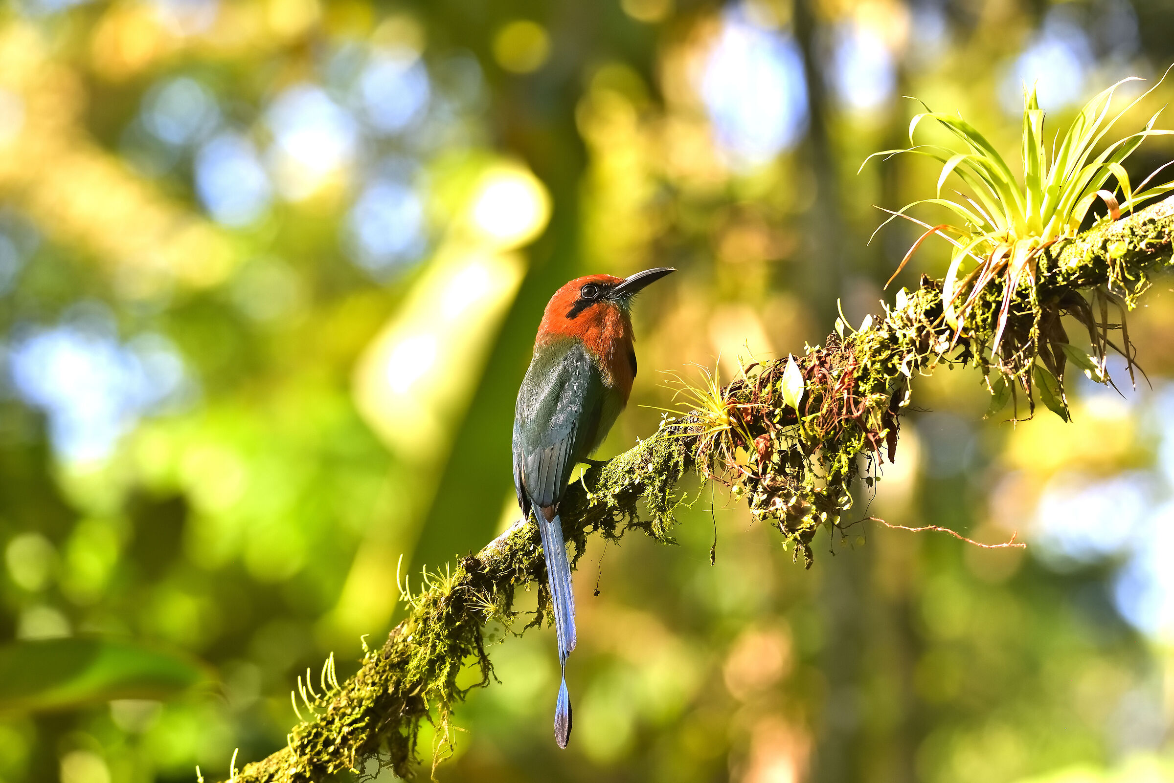Photographic workshop in search of the splendid Motmot