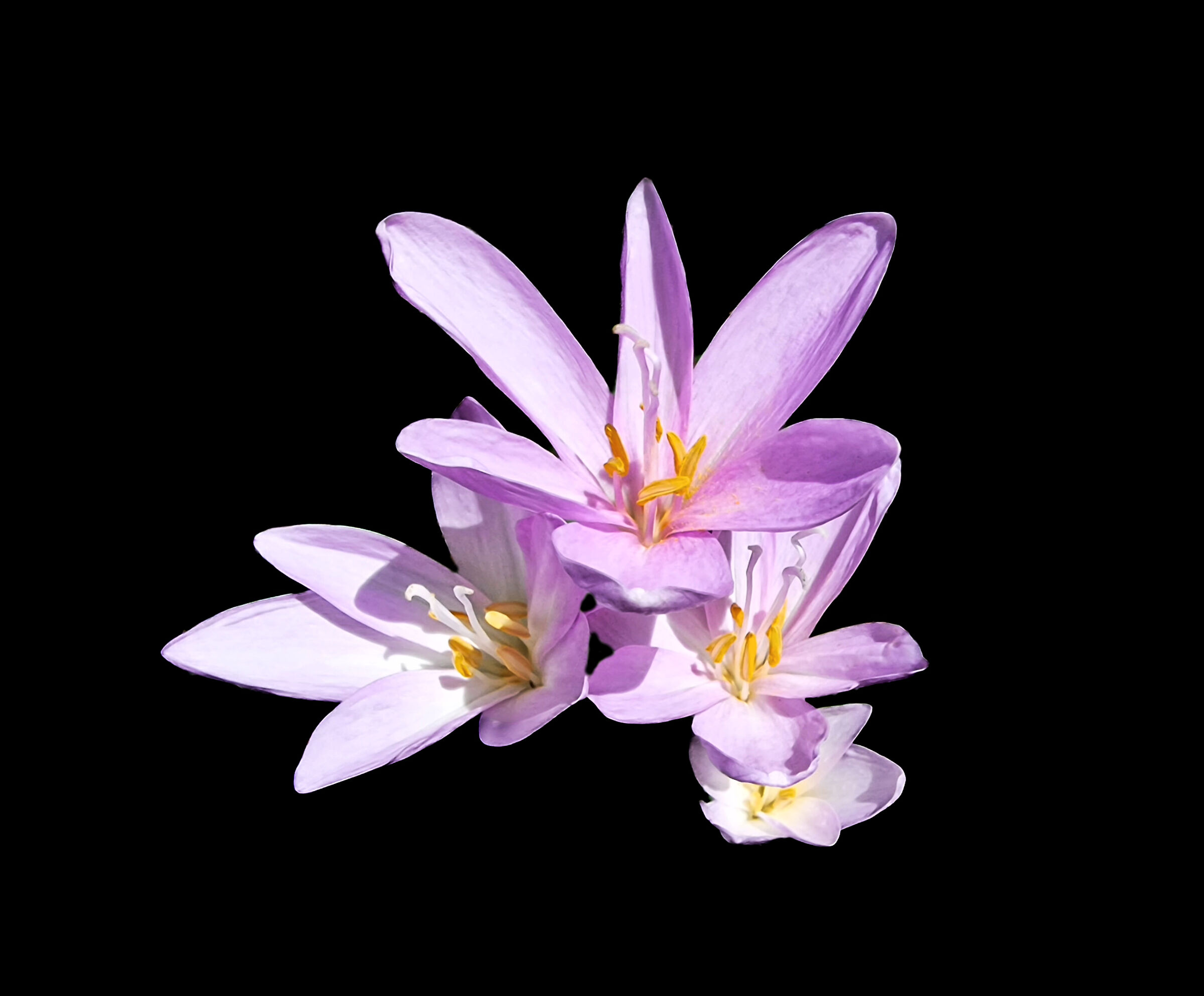 Colchicum
