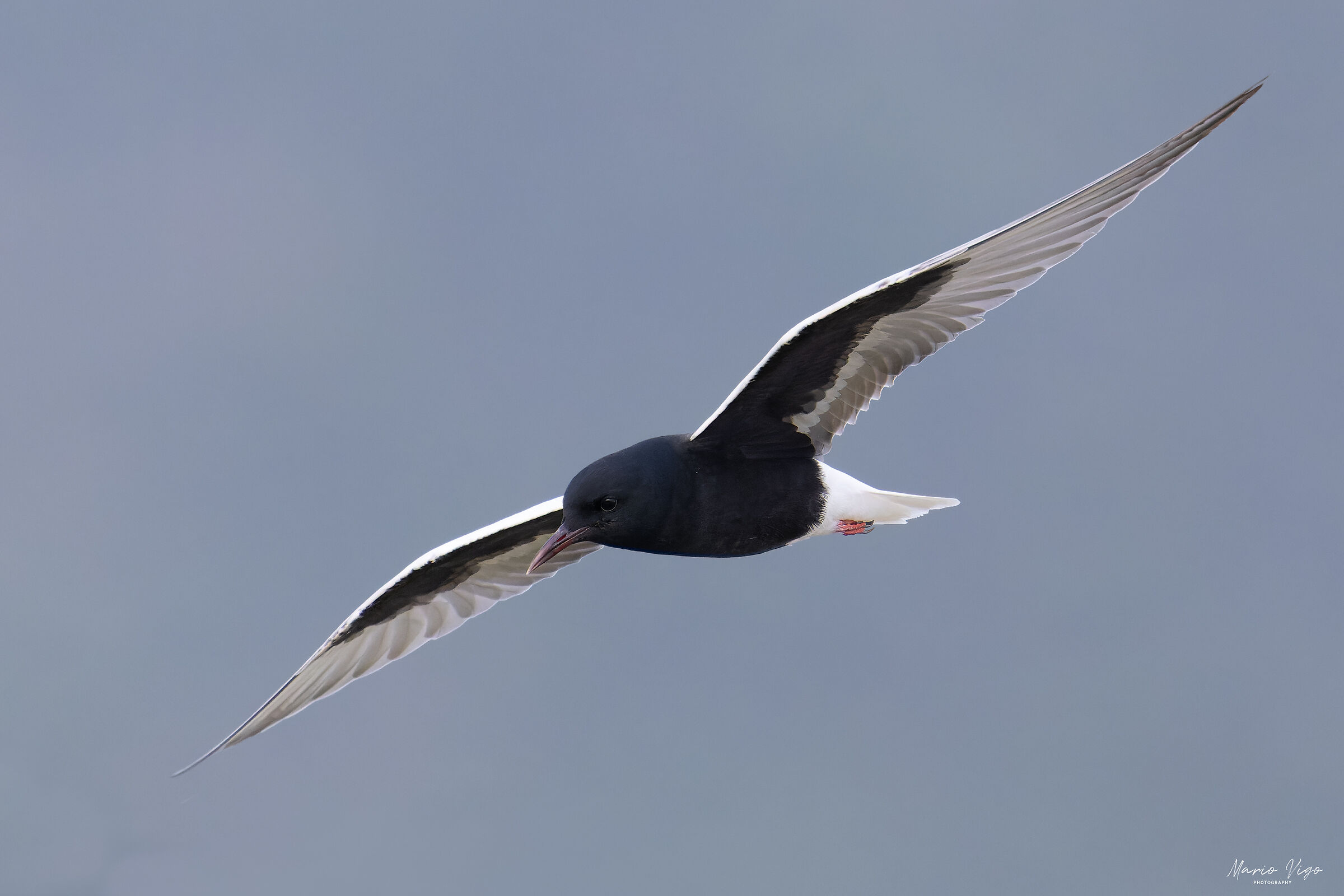 White-winged tern