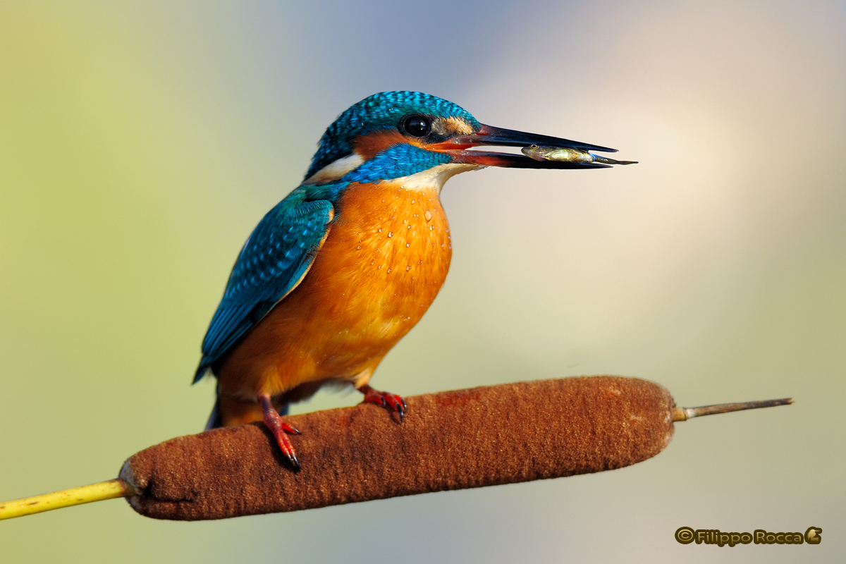 Kingfisher on cattail