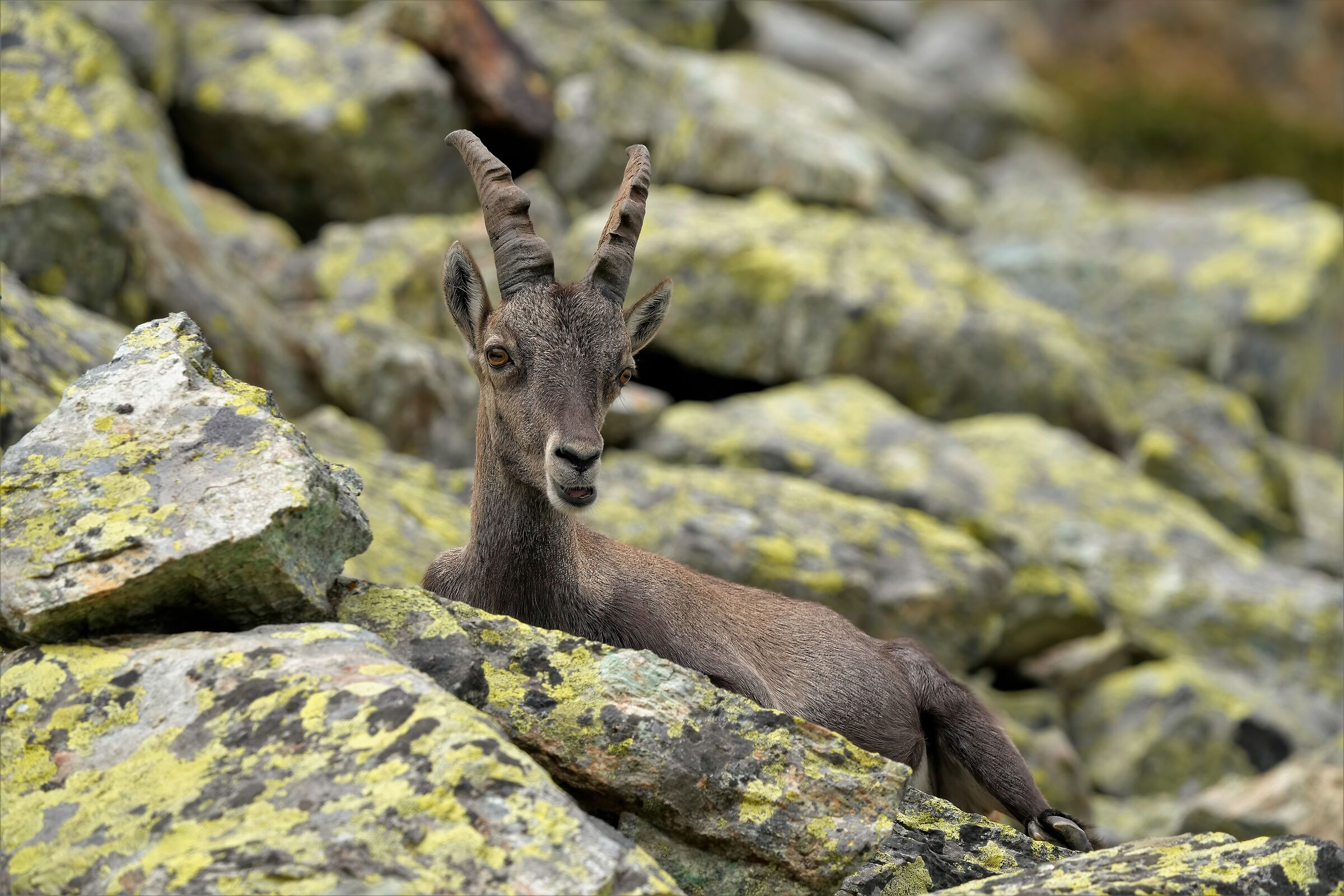 young chamois val varaita -cn-