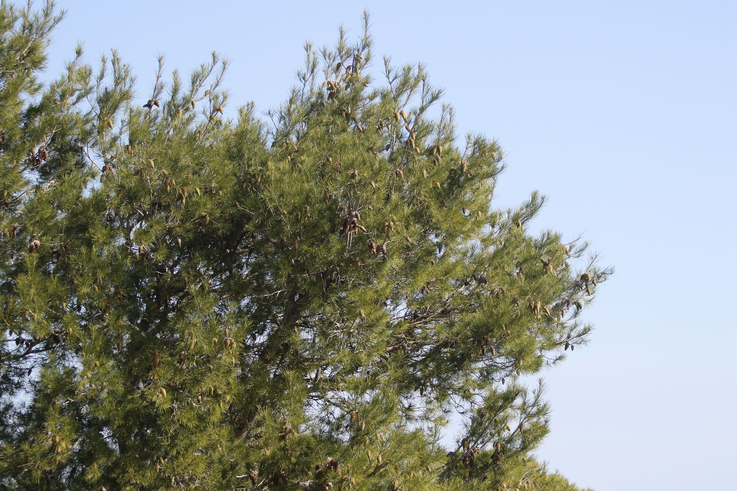 " 1/ 2.0 0 0 ", F. 5, ISO 500- Canon DO, 7 D II