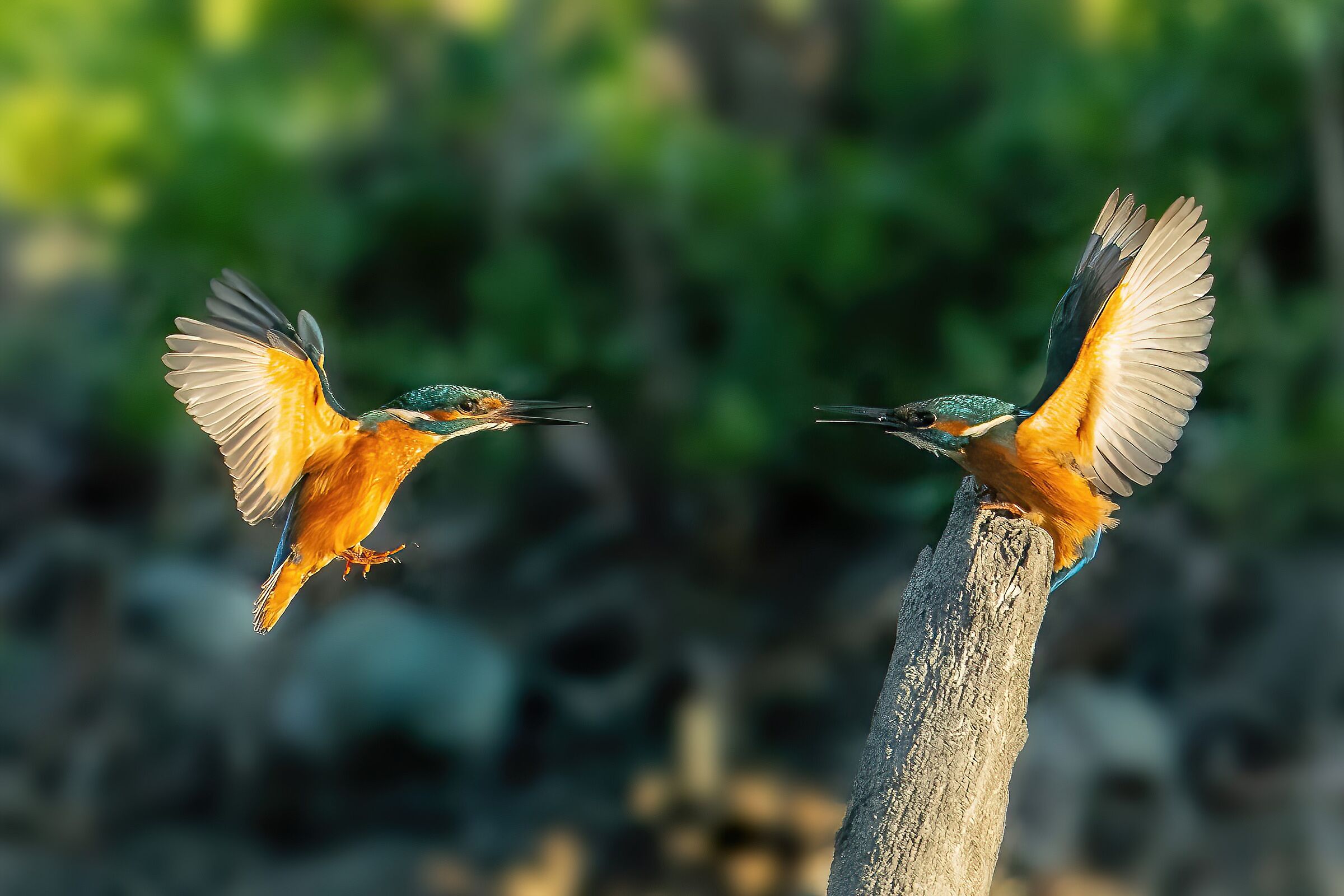 Martin pescatori a confronto