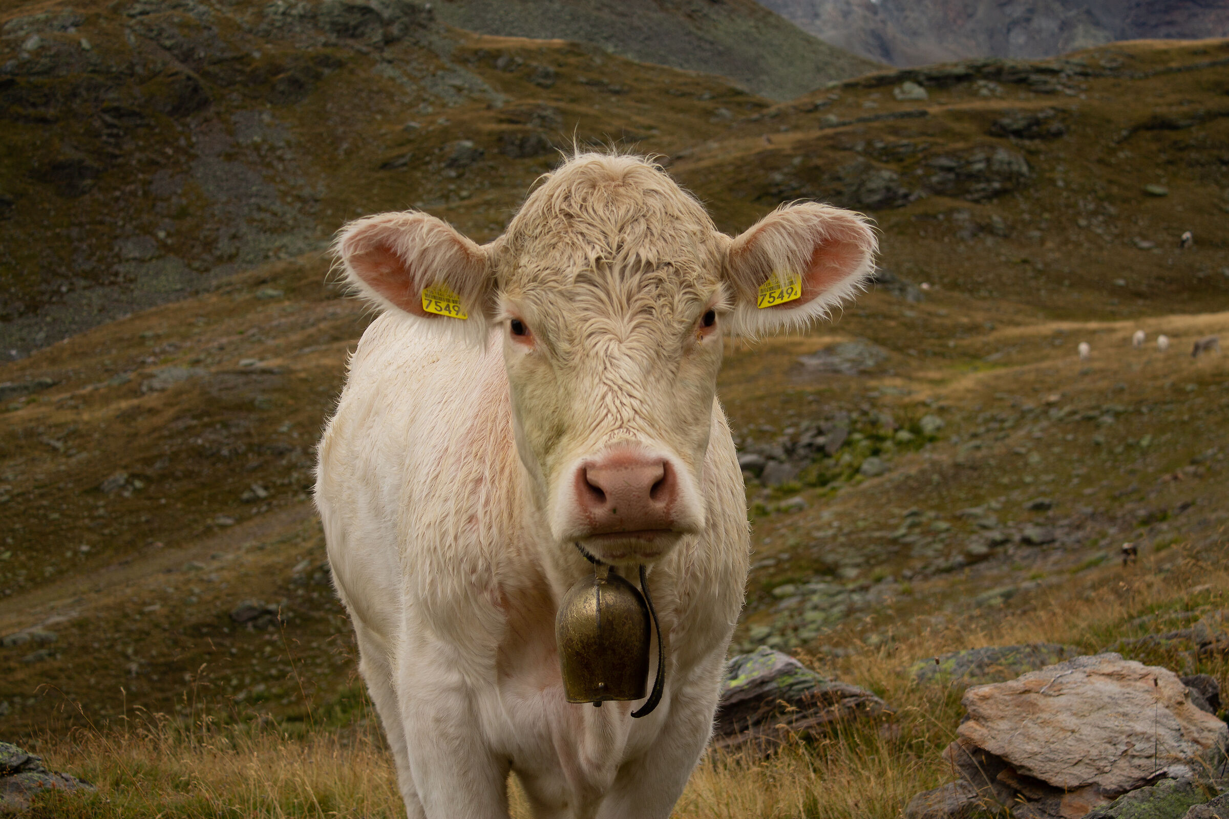 Compagnia ad alta quota