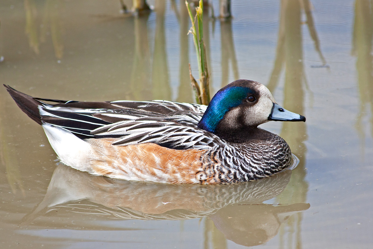 Wigeon Chile