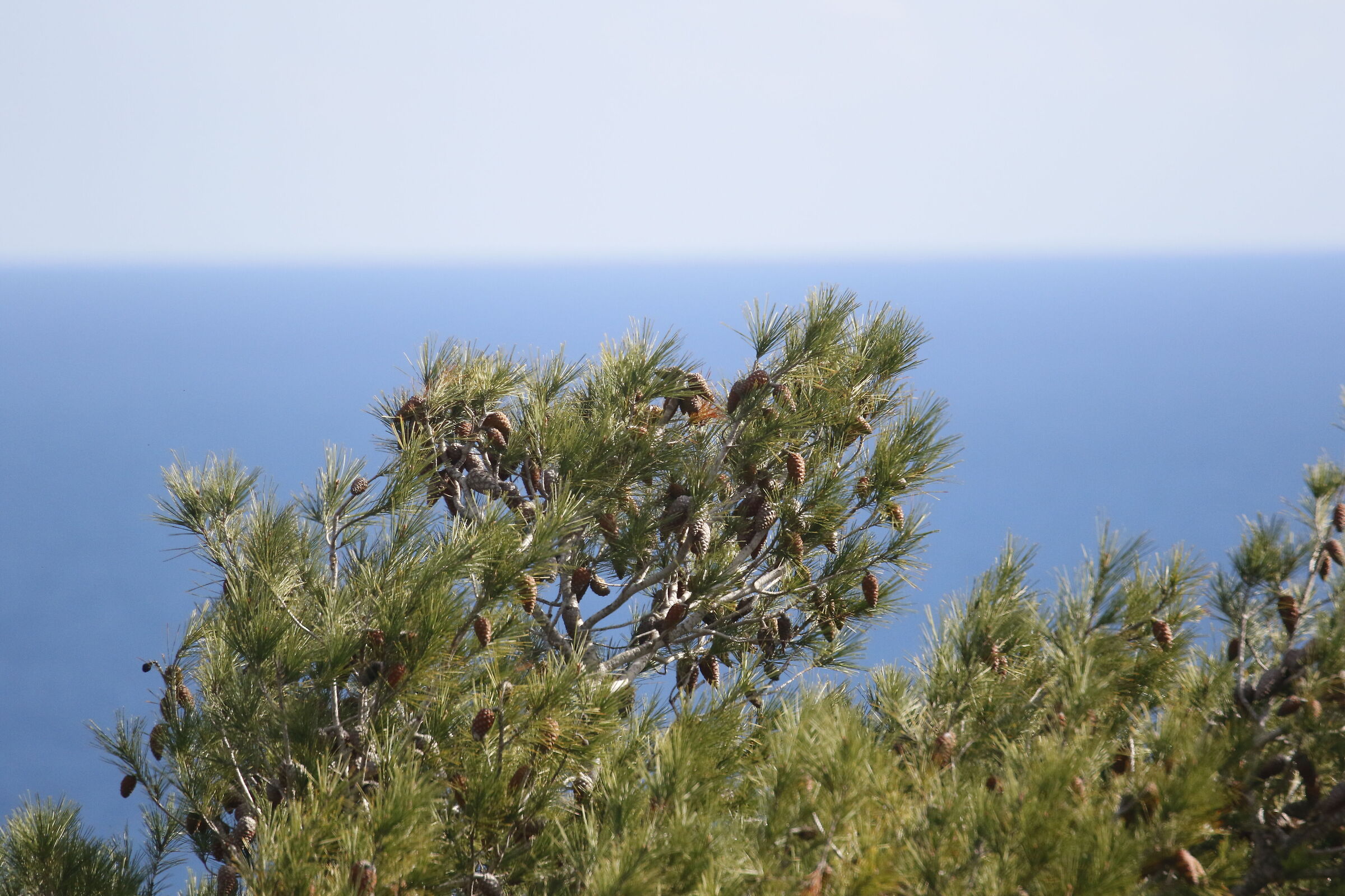 @300= Crop 480- 1/4.0 0 0, F. 5.6, ISO 1.0 0 O- DO 7dii