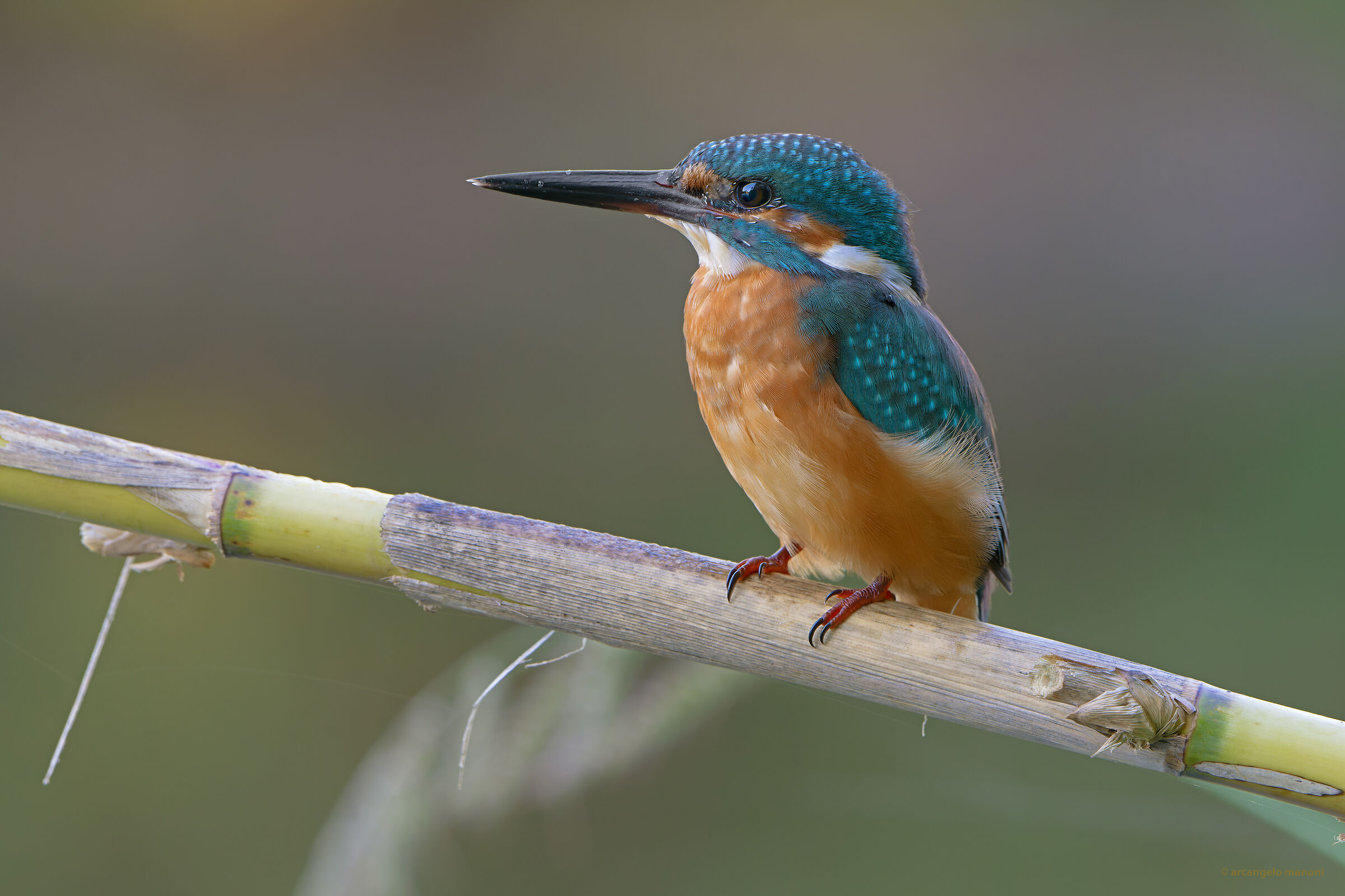 The martino is always the martino