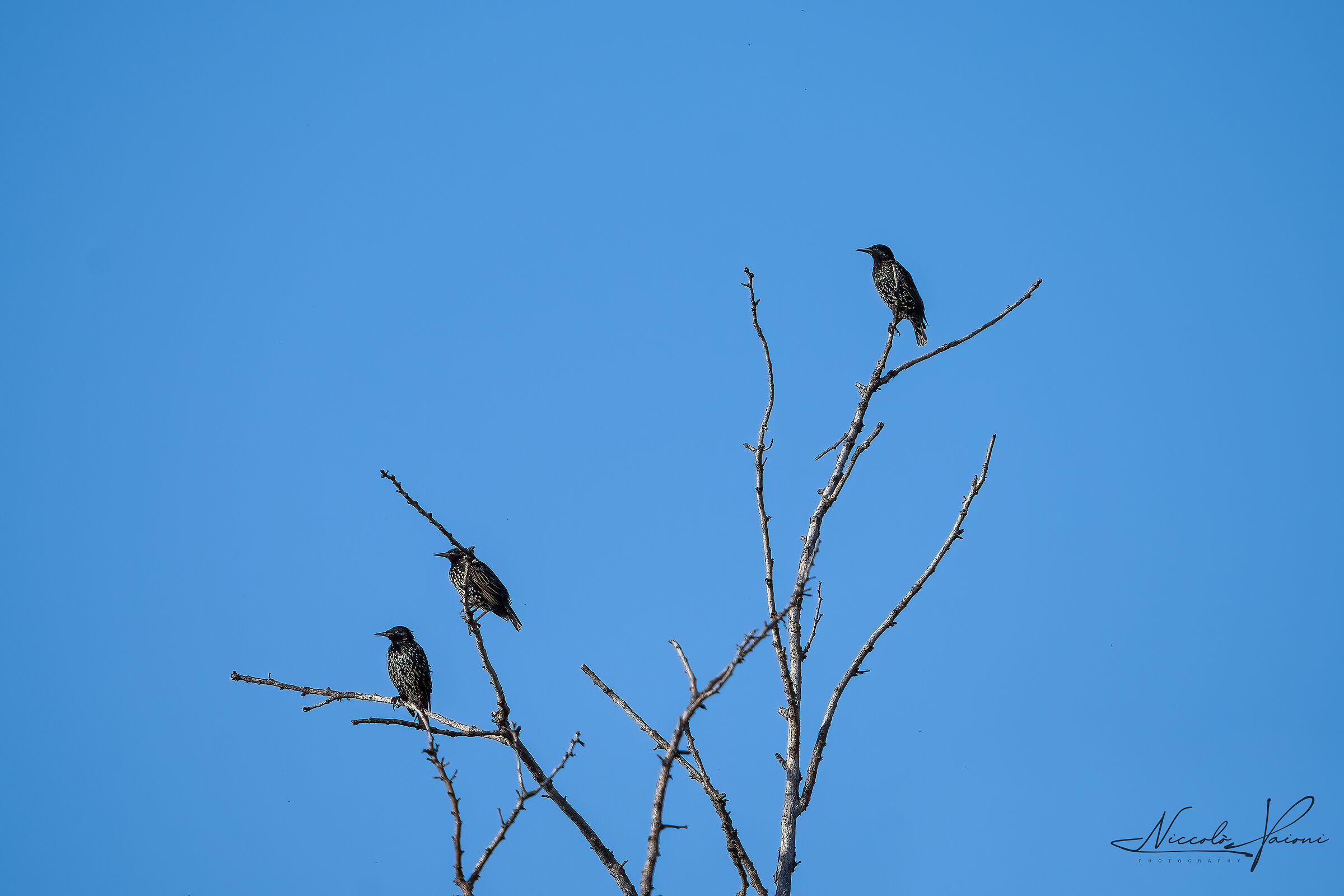 starlings