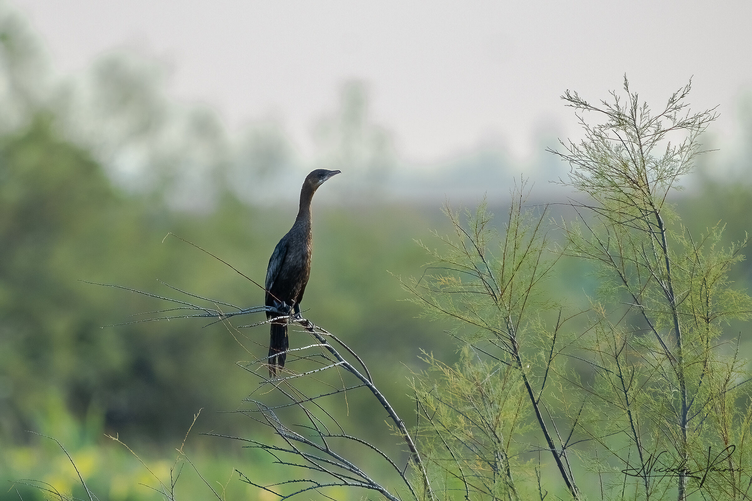 cormorant