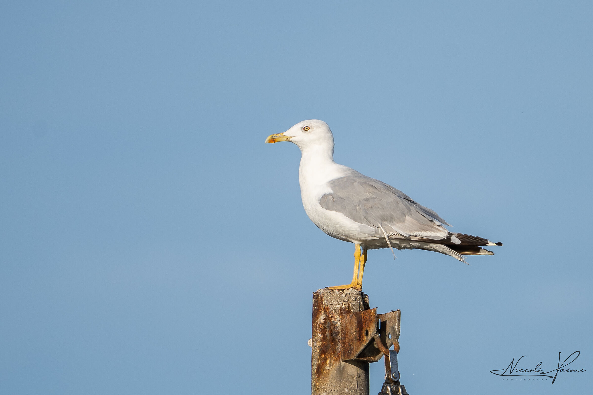 herring gull