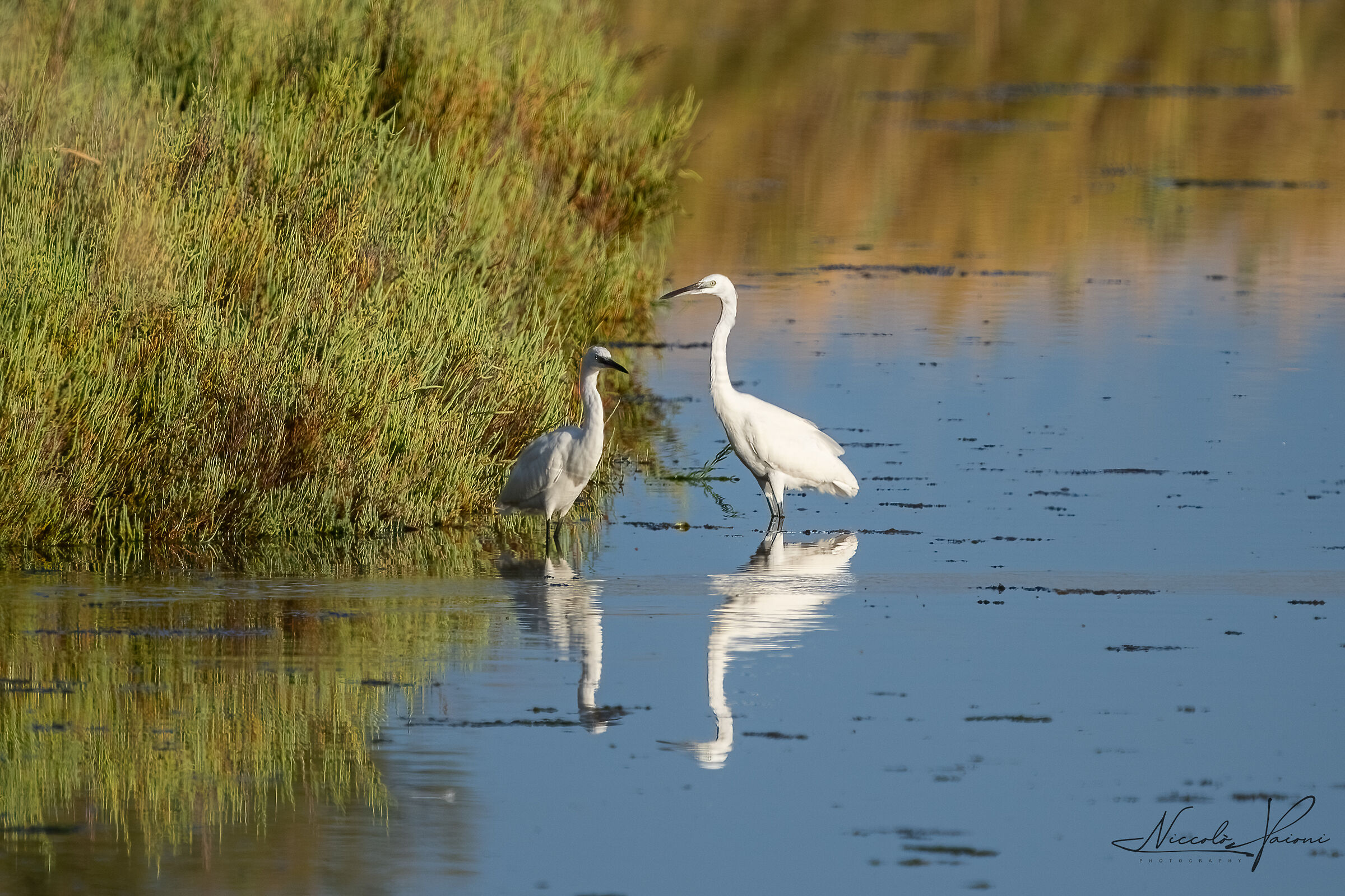 Egrets