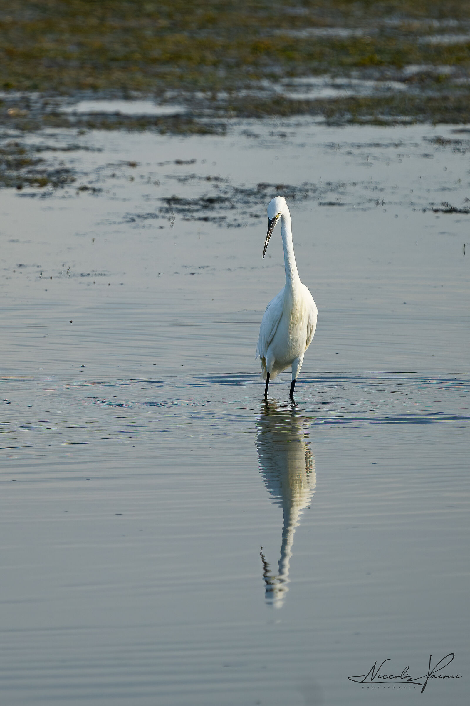 egret