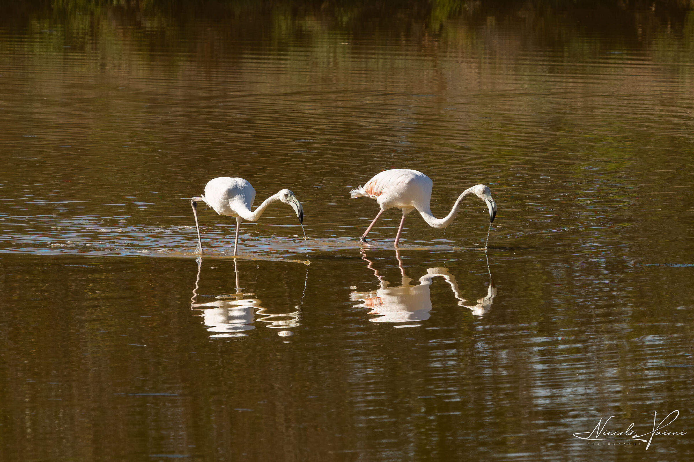 flamingoes