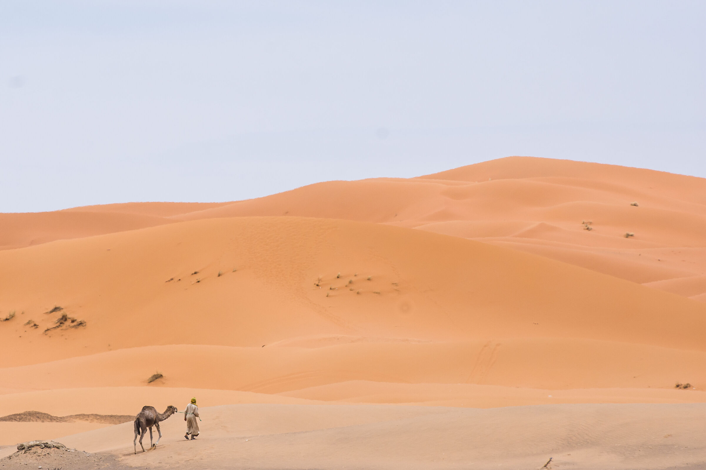 Wandering in the desert