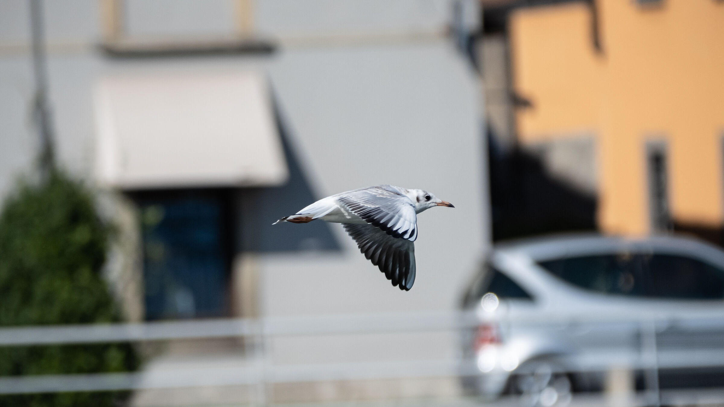 seagull in flight