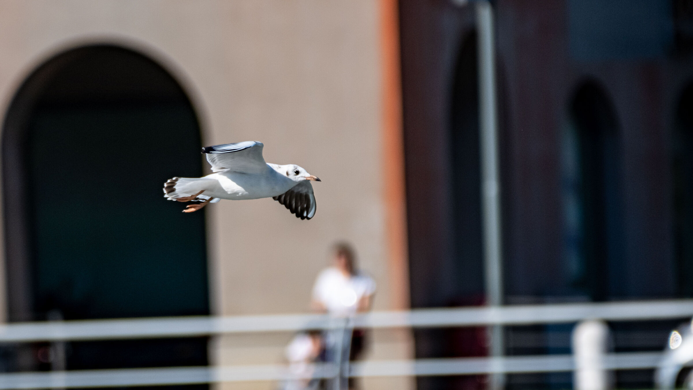seagull in flight