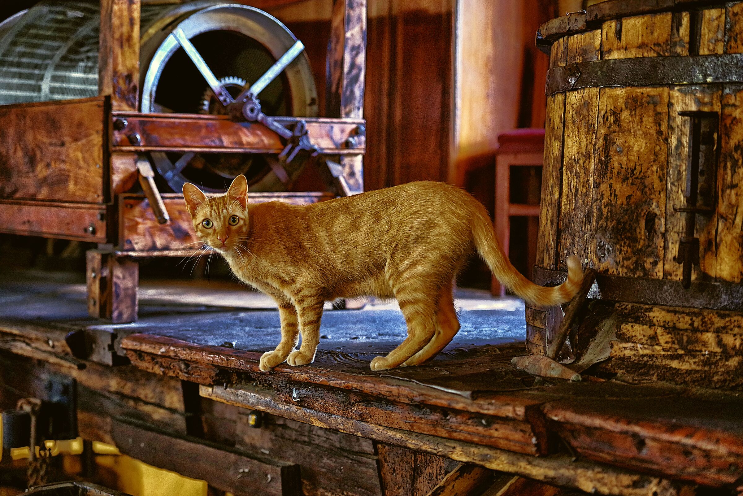 Natalino , il gatto "mugnaio"