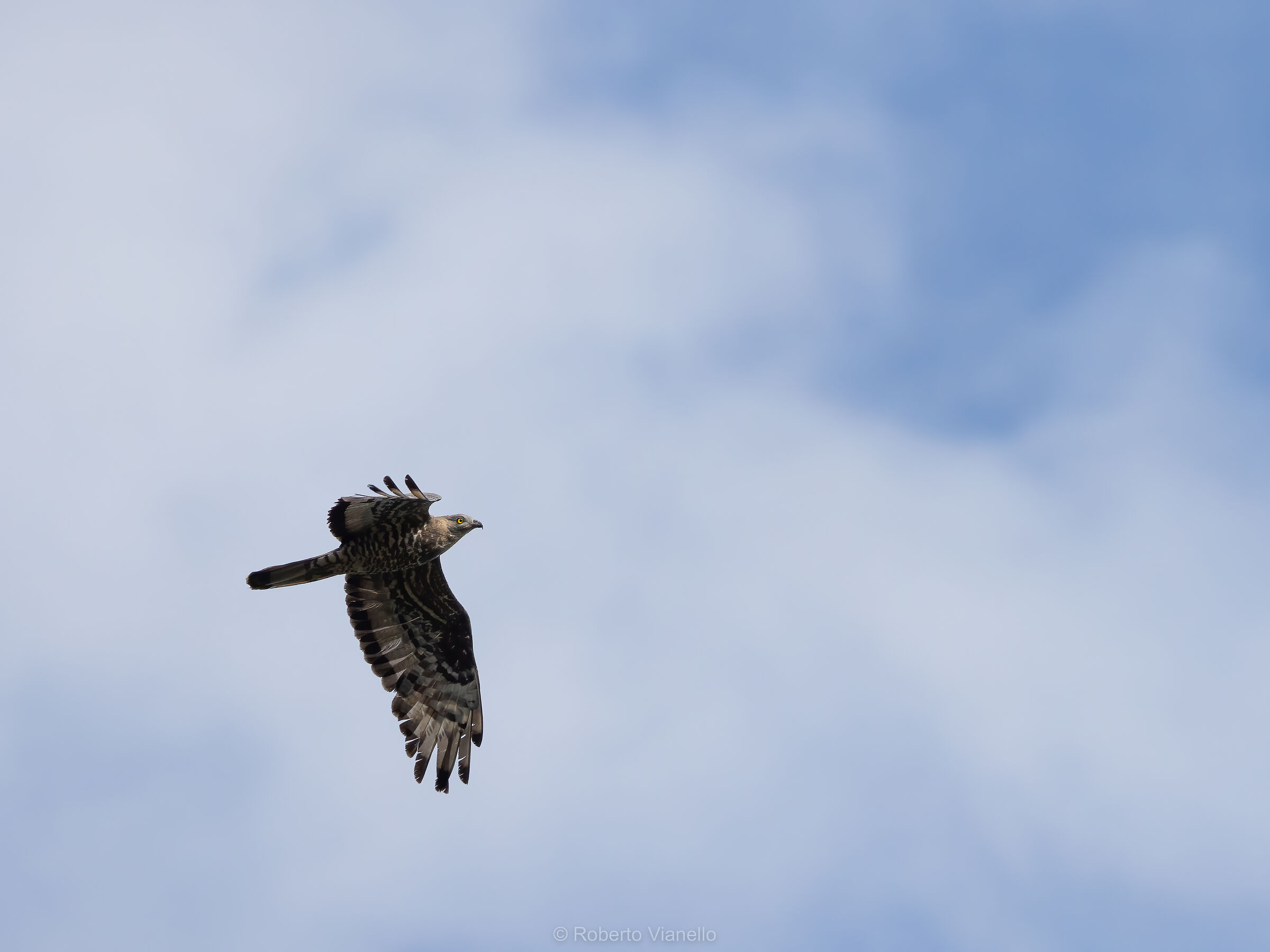 Falco pecchiaiolo (Pernis apivorus)