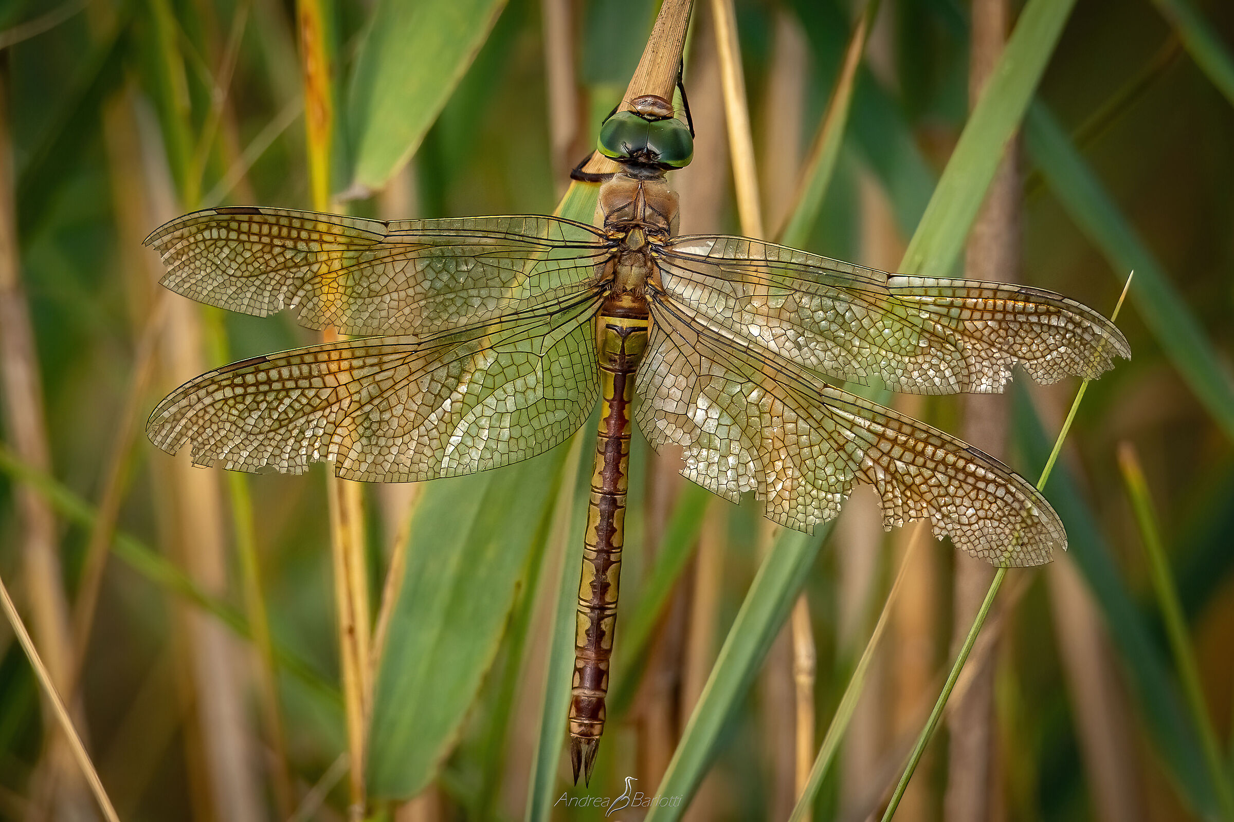Anax imperator f. at the end of its life