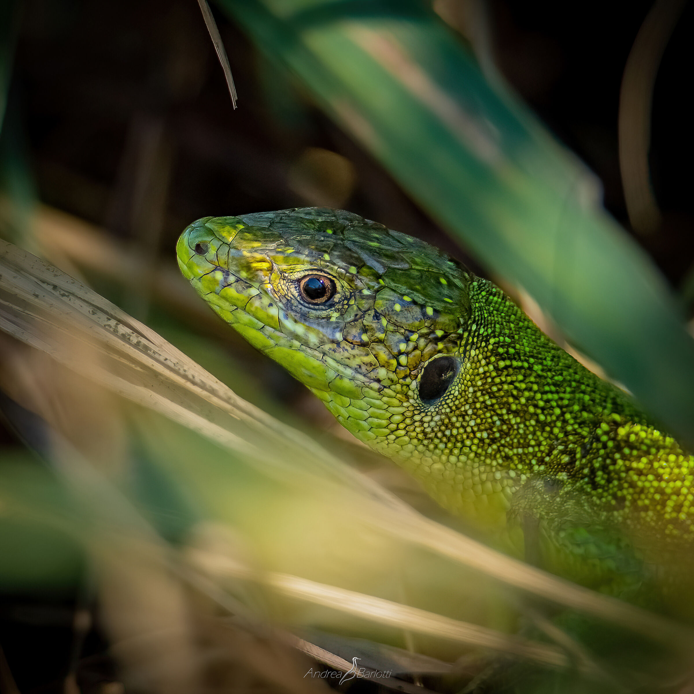 Green dragon