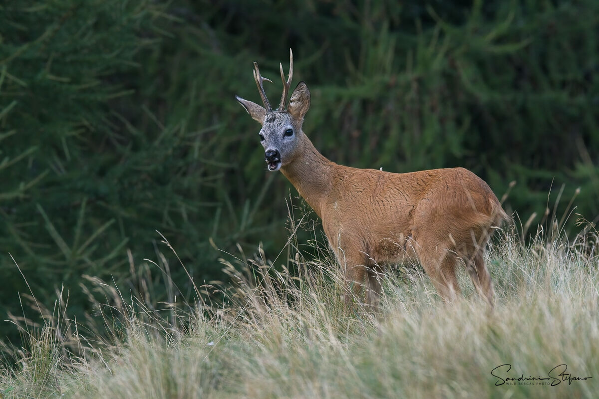 Capriolo