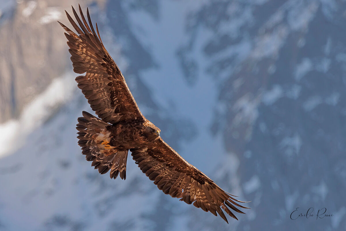 Aquila reale alpi Italiane