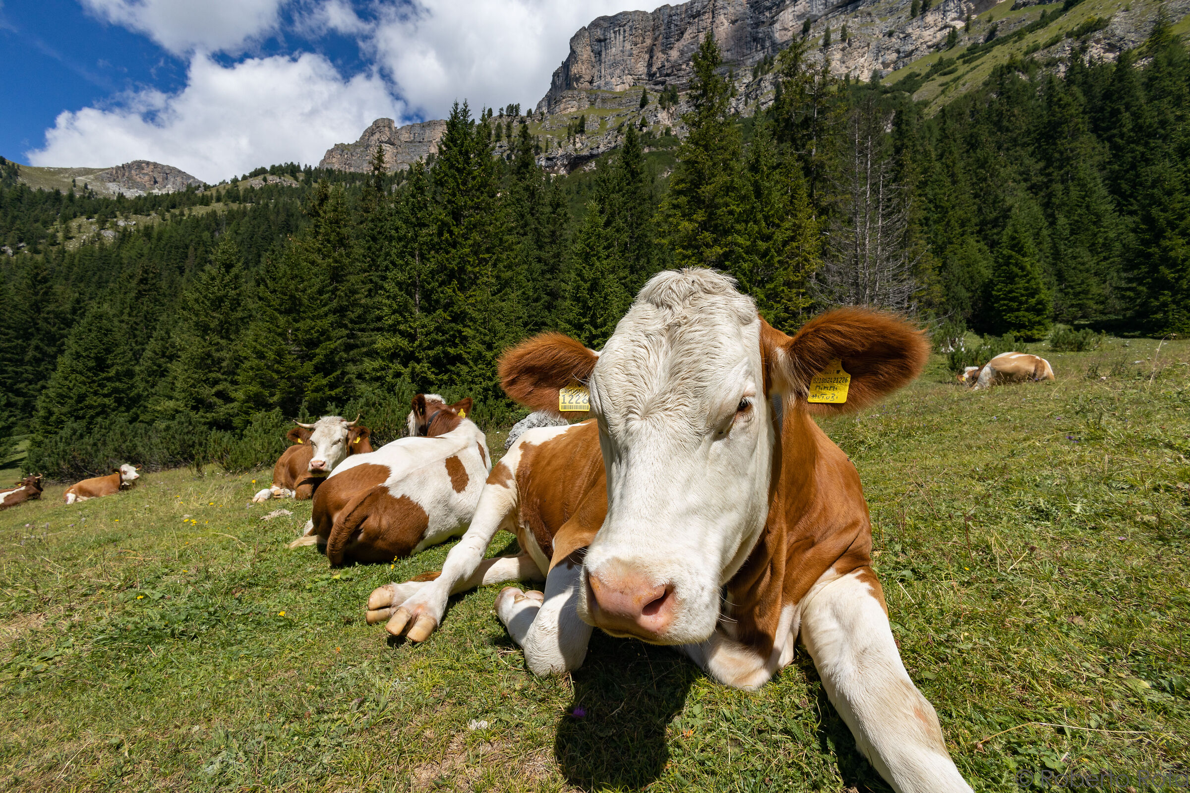 Cow Mimmi