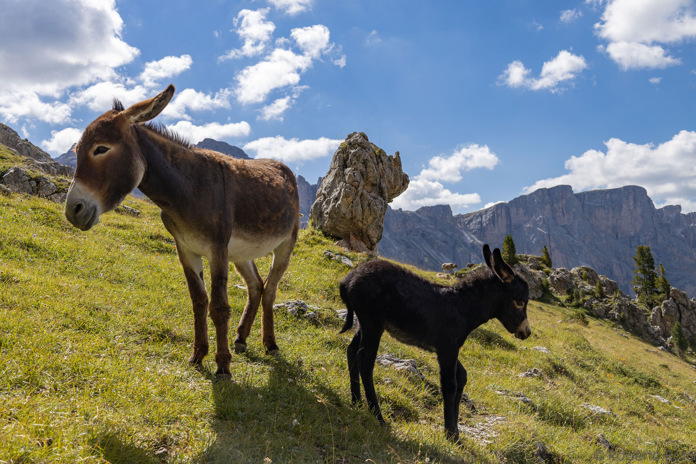Donkeys