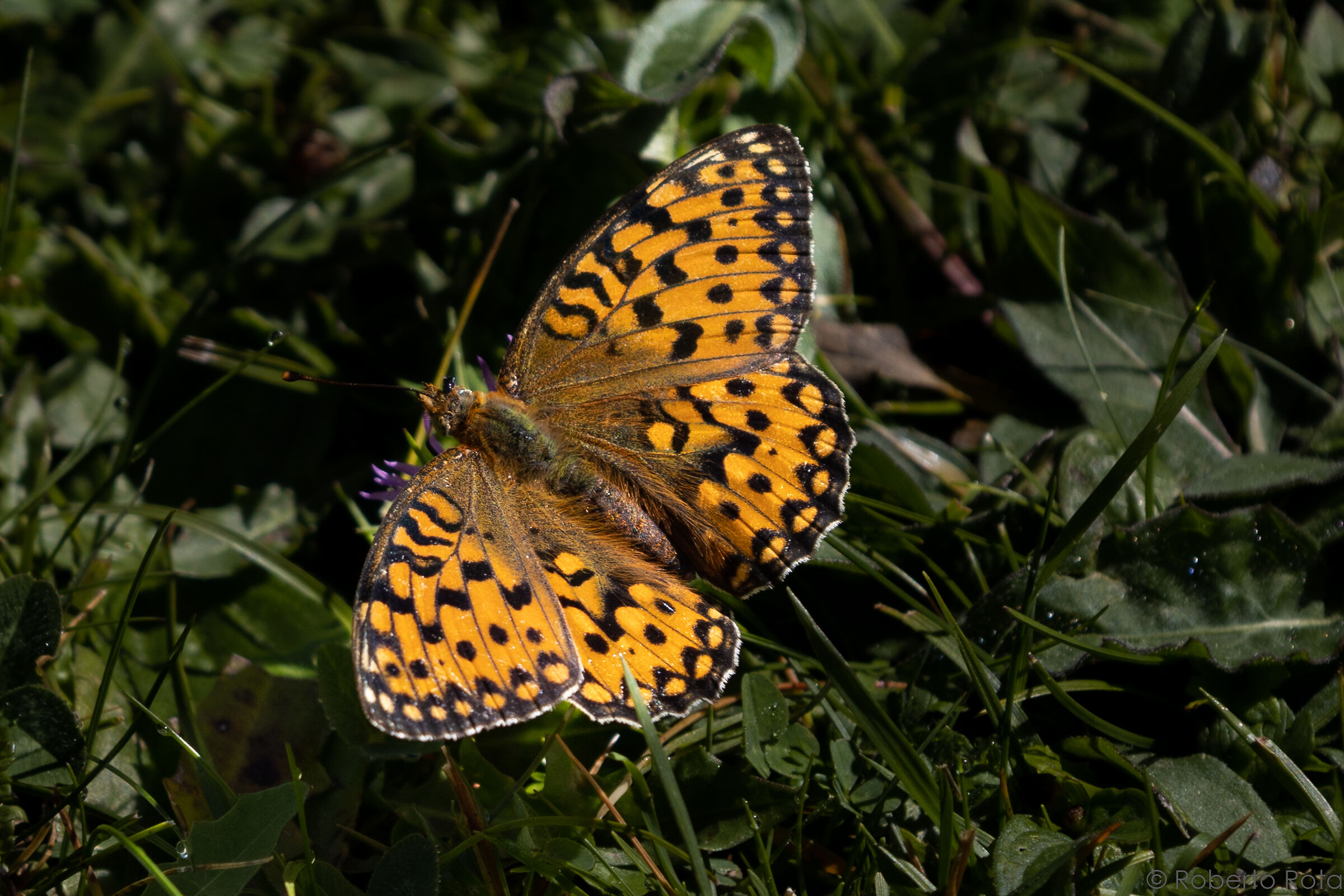 Butterfly