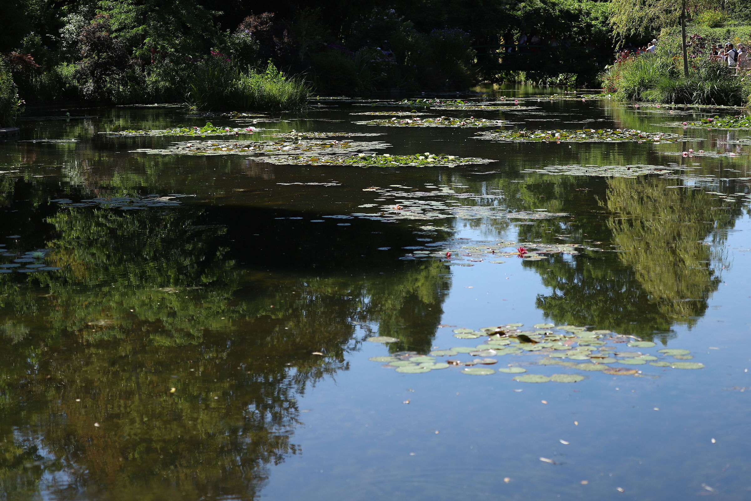 Giverny the pond in the garden of Monet's house