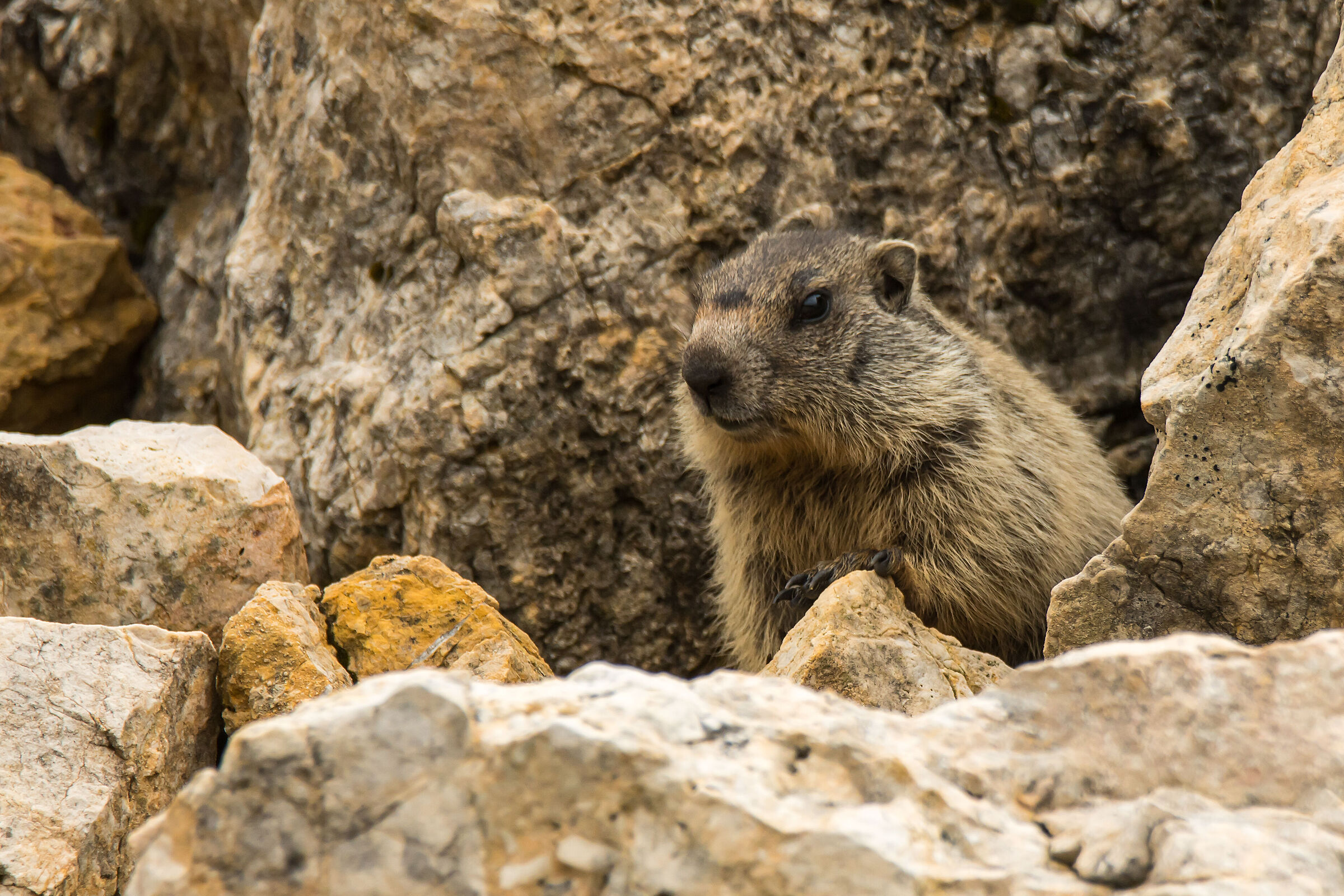 But who woke me up ???