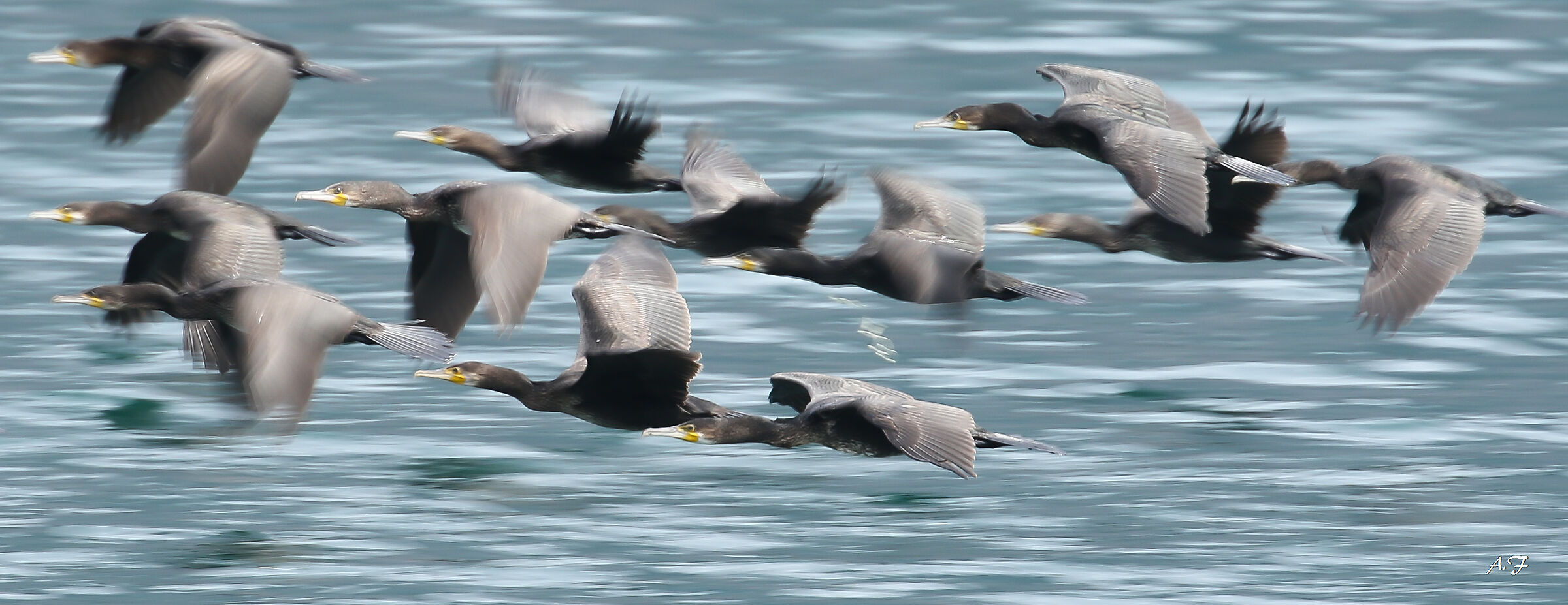 Cormorants
