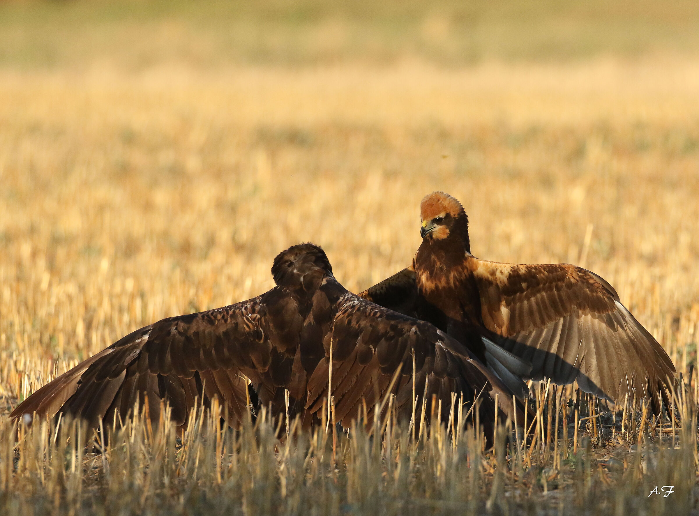 Marsh Falcons