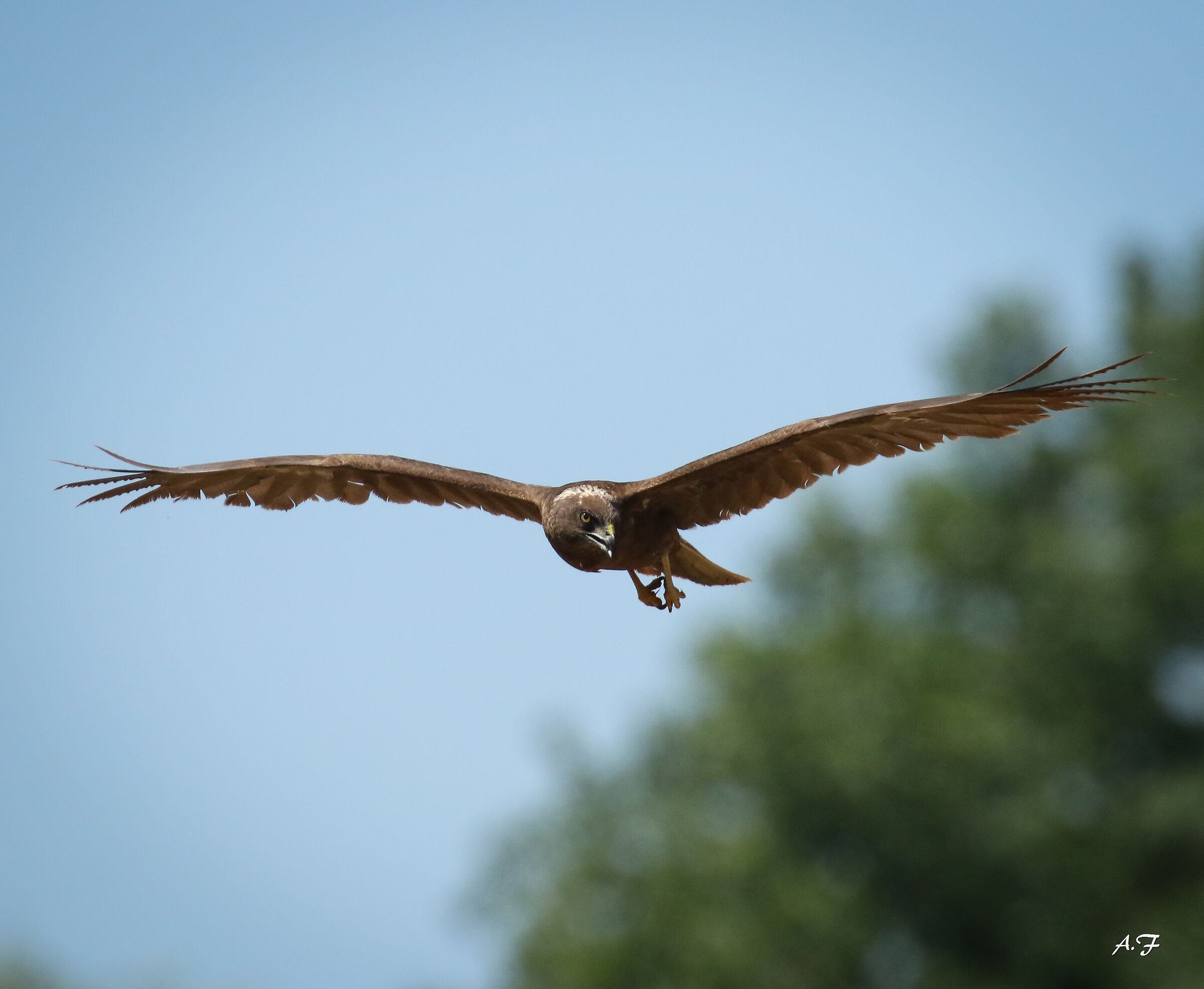 Black Kite or Young Marsh Hawk?