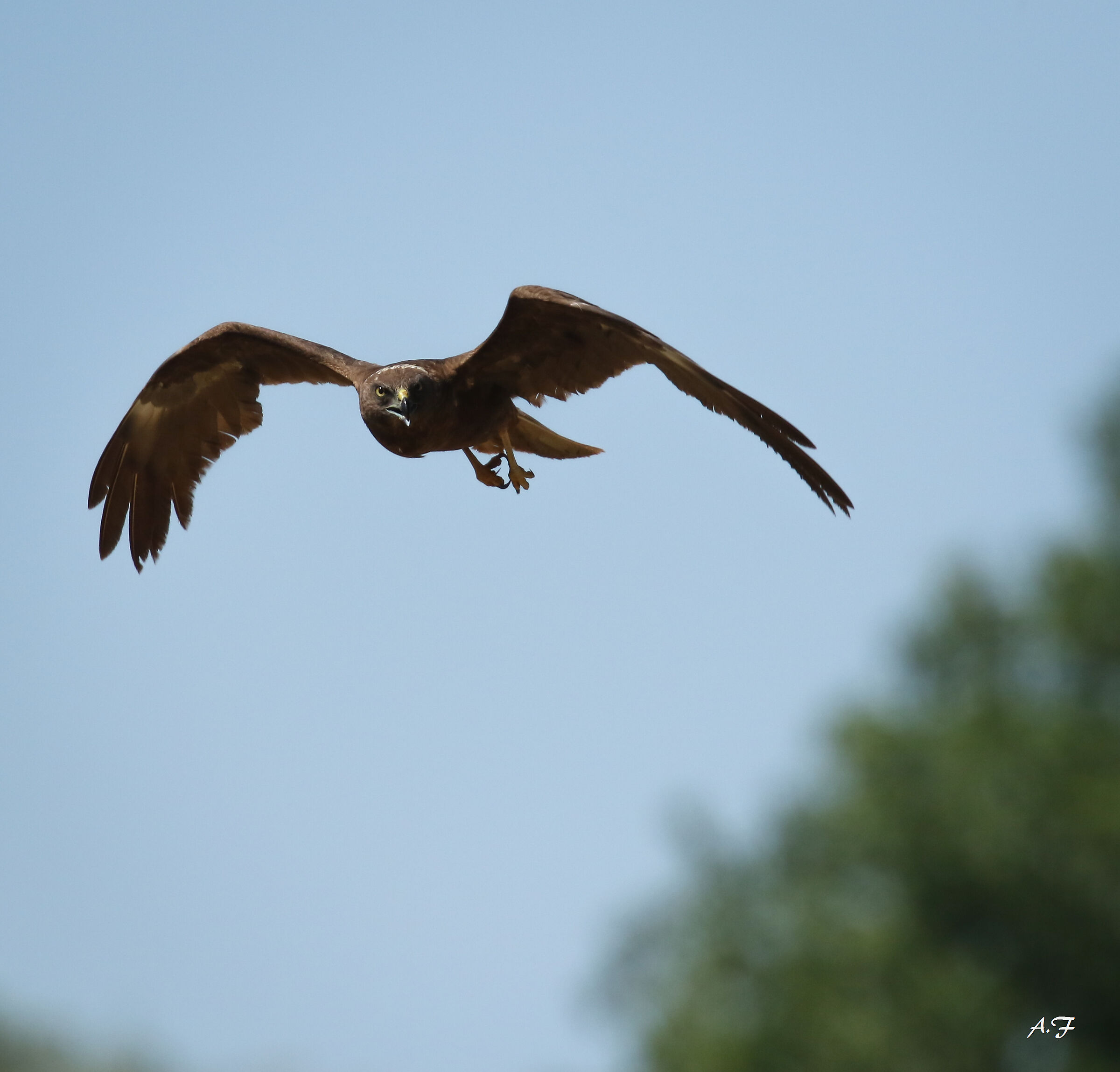Black Kite or Young Marsh Hawk?