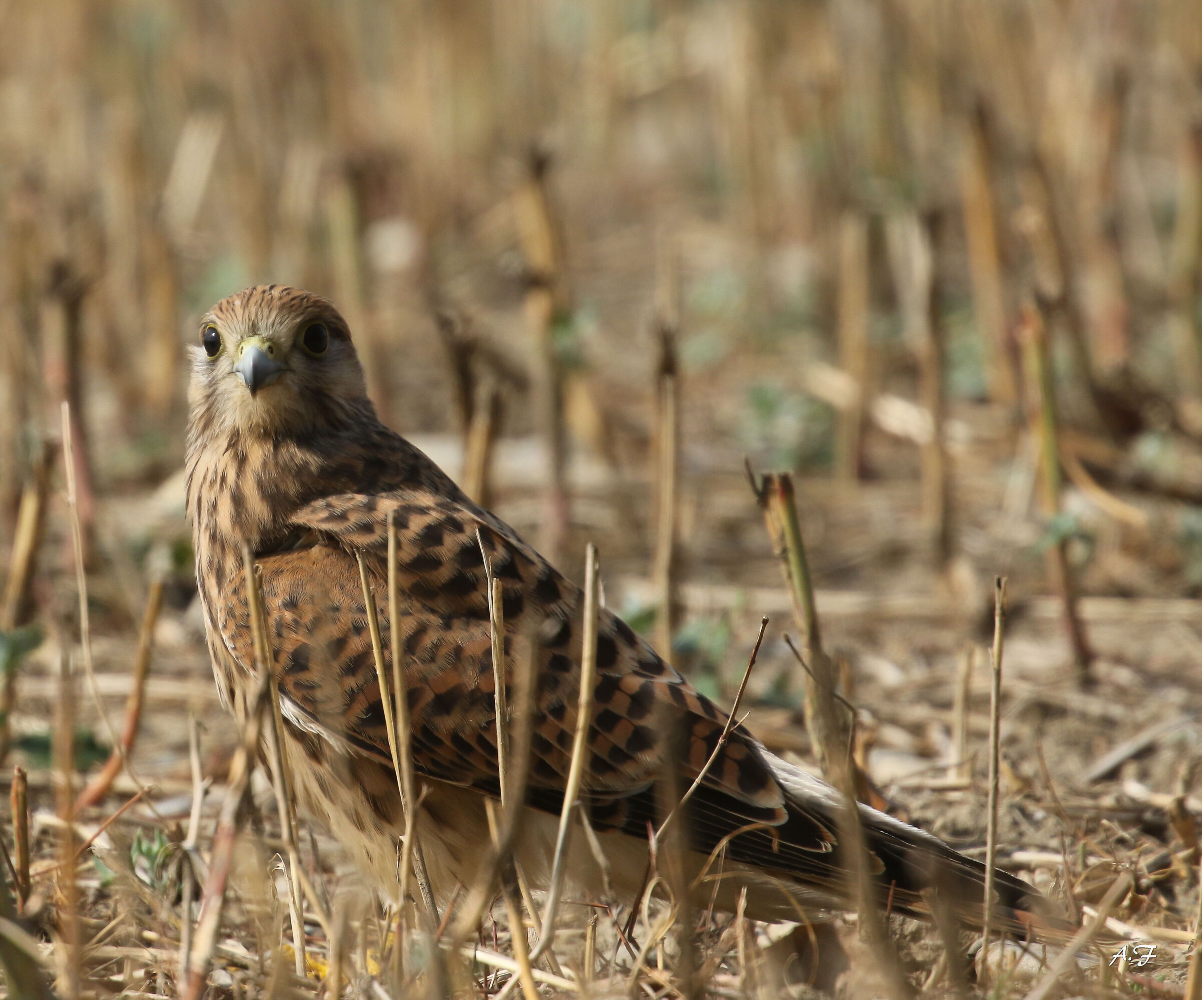 Kestrel