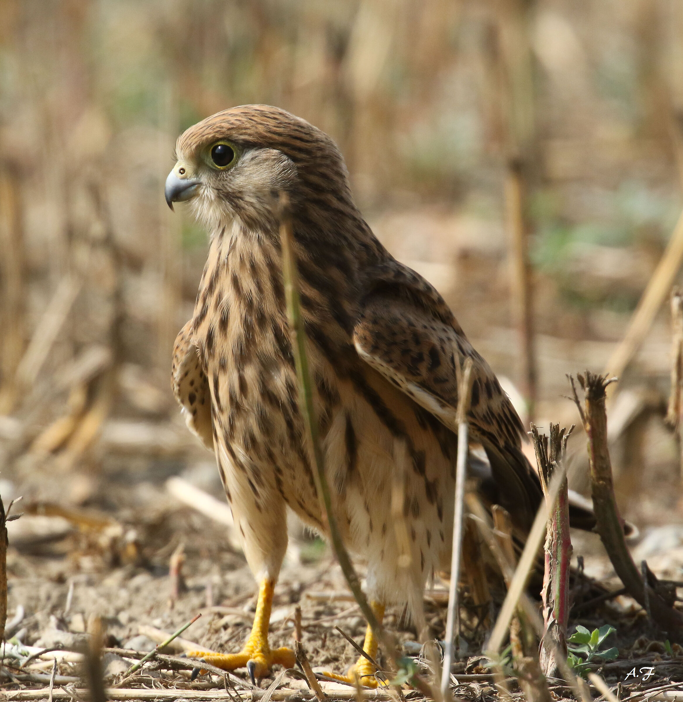 Kestrel